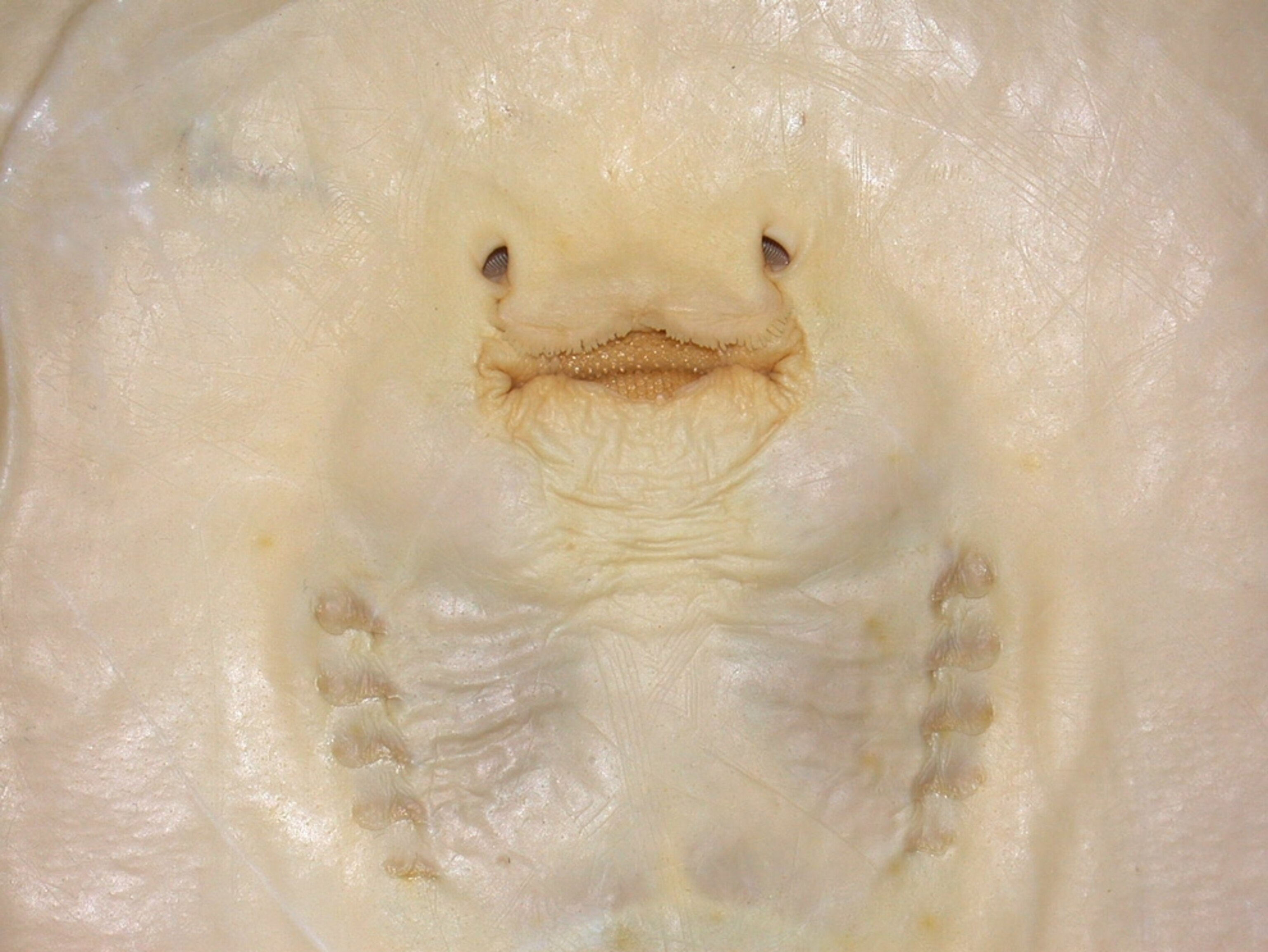Stingray picture: new stingray species' mouth