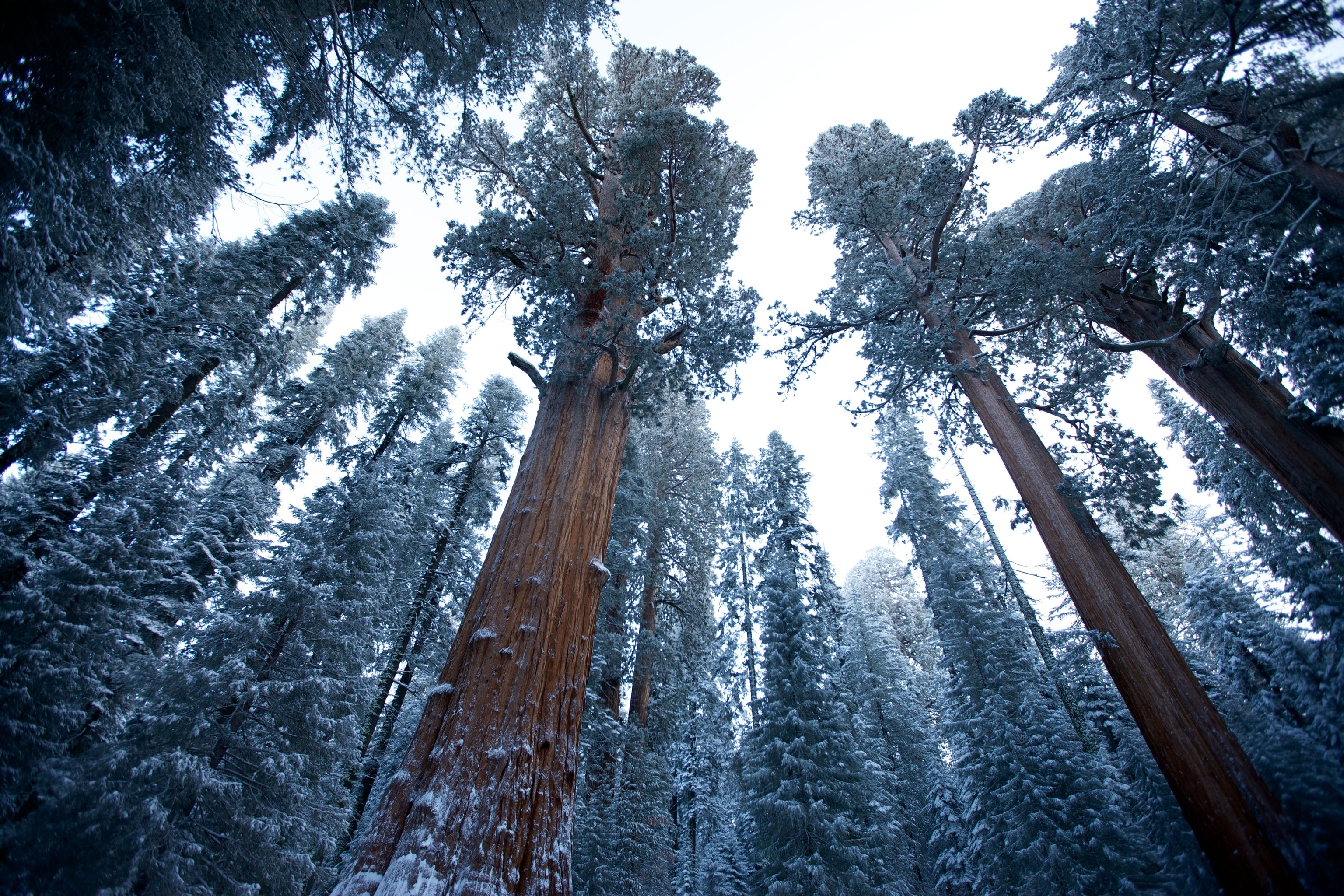 Sequoia trees in California's Sequoia and Kings Canyon National Parks.