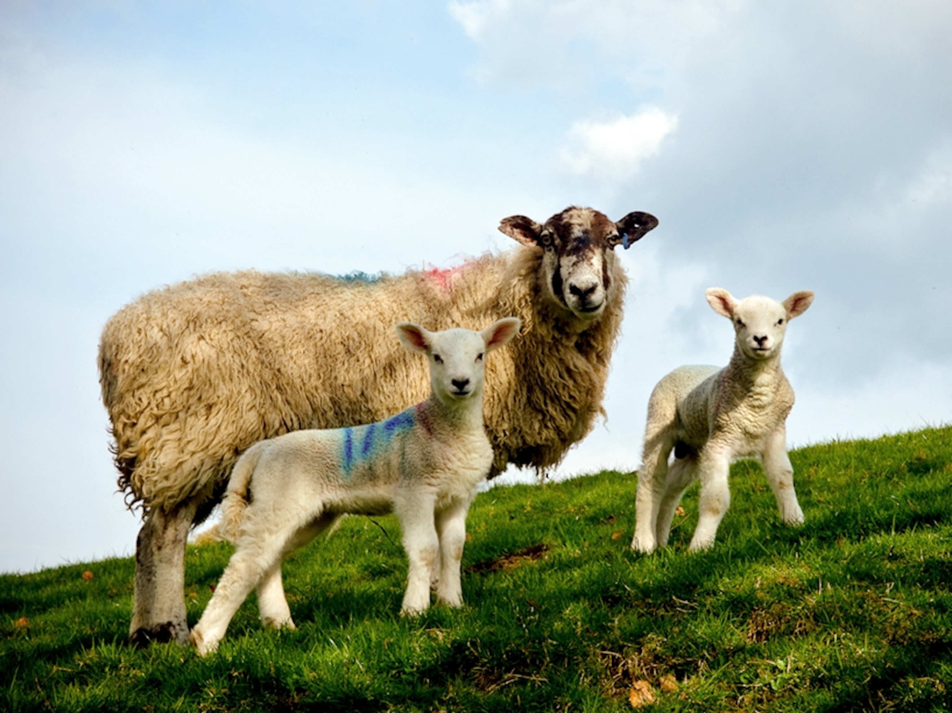 Sheep in Peak District National Park