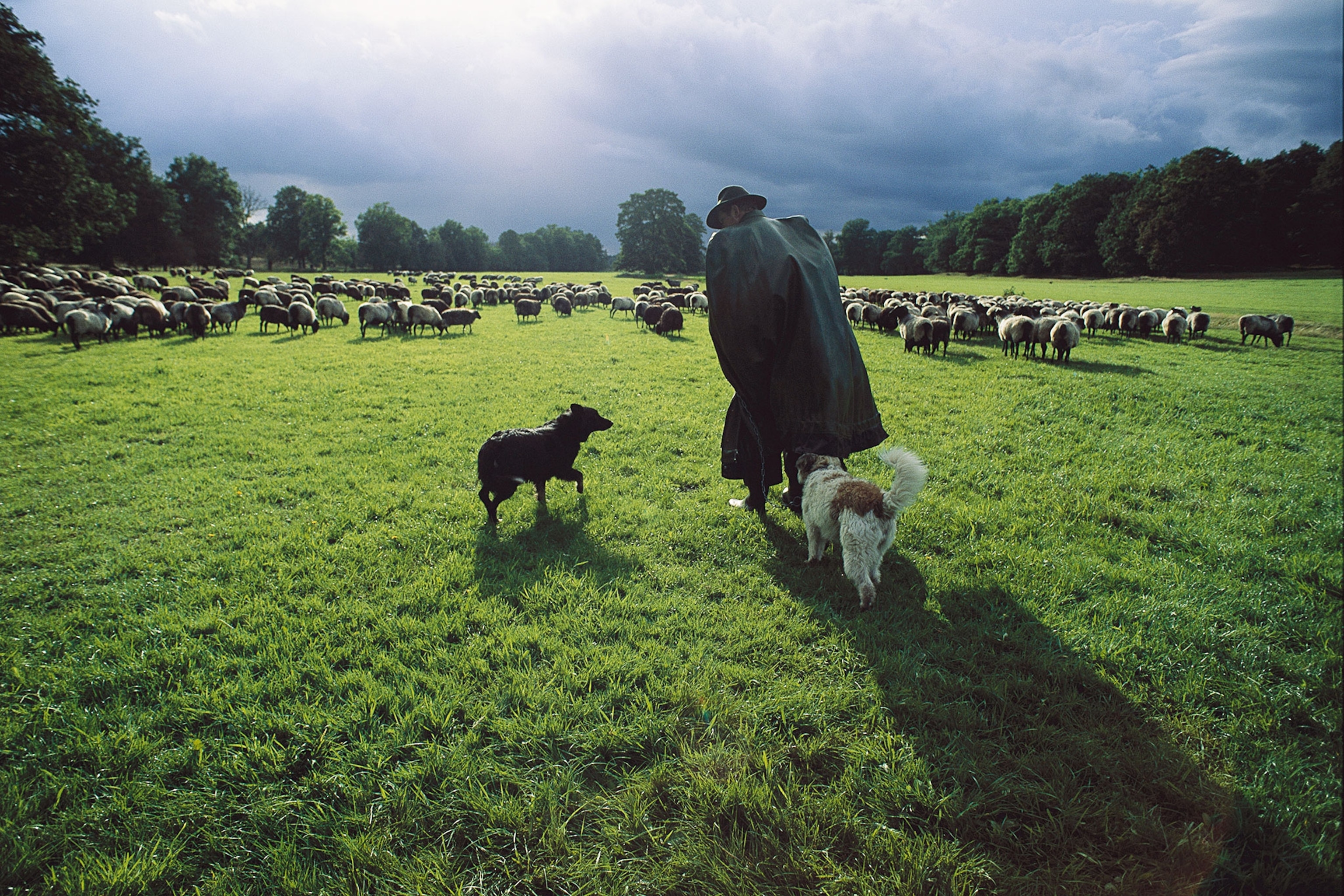 Shepher Why the Life of a Shepherd Has Value In Today’s World