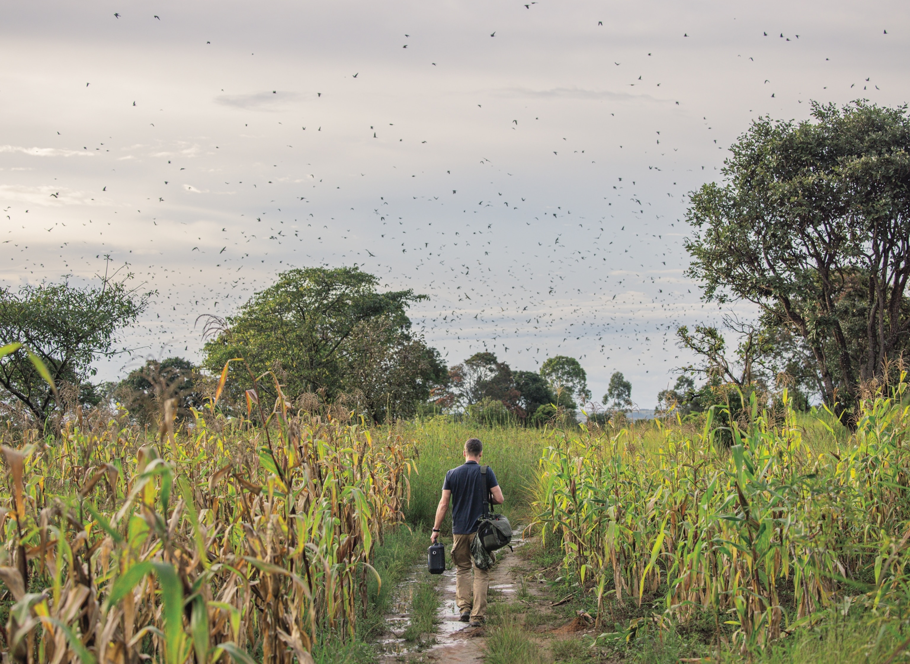 Man with two bags walking on the pass though corn field toward trees. Flying birds covering sky.