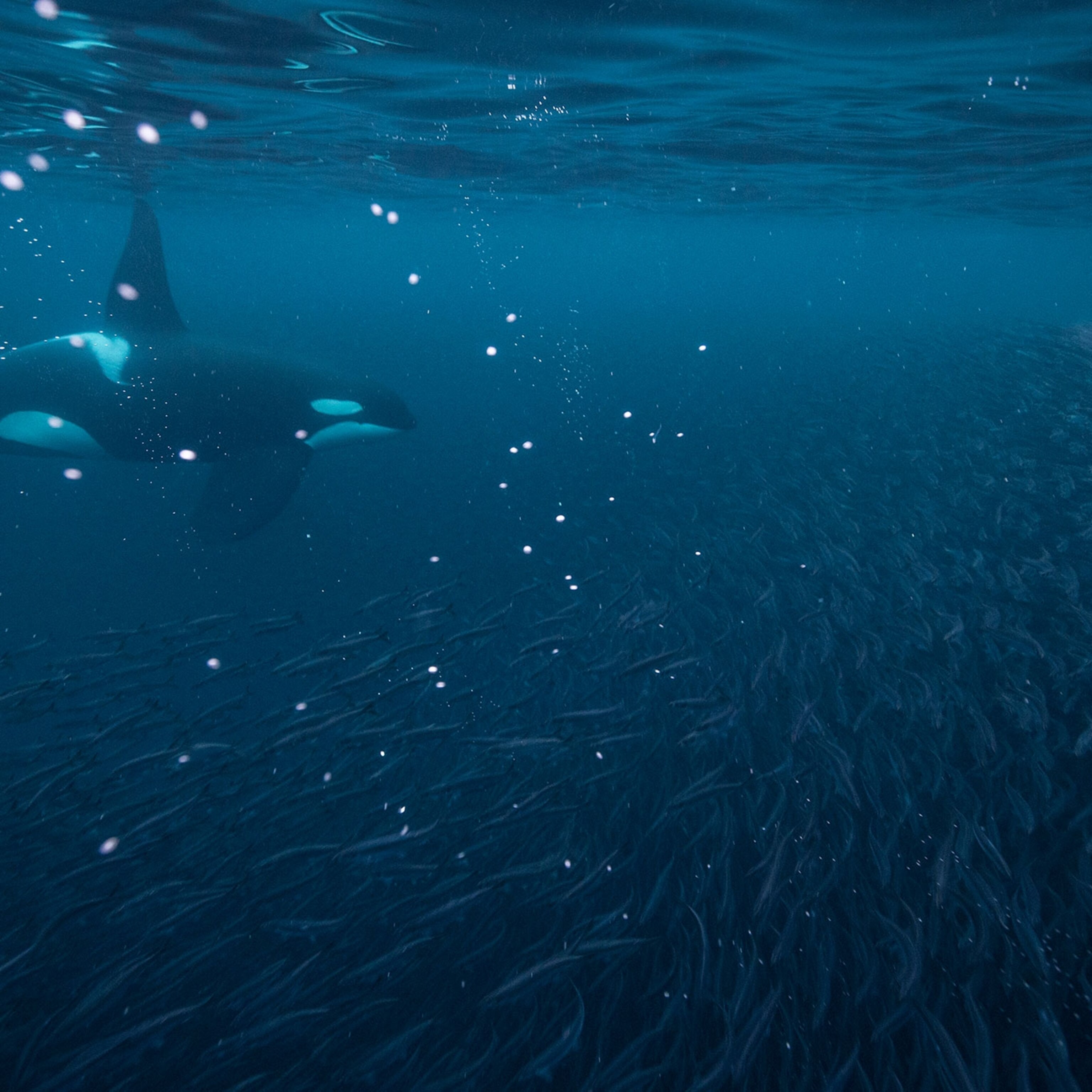 How Long Do Orcas Live? Fast Facts On Killer Whale's