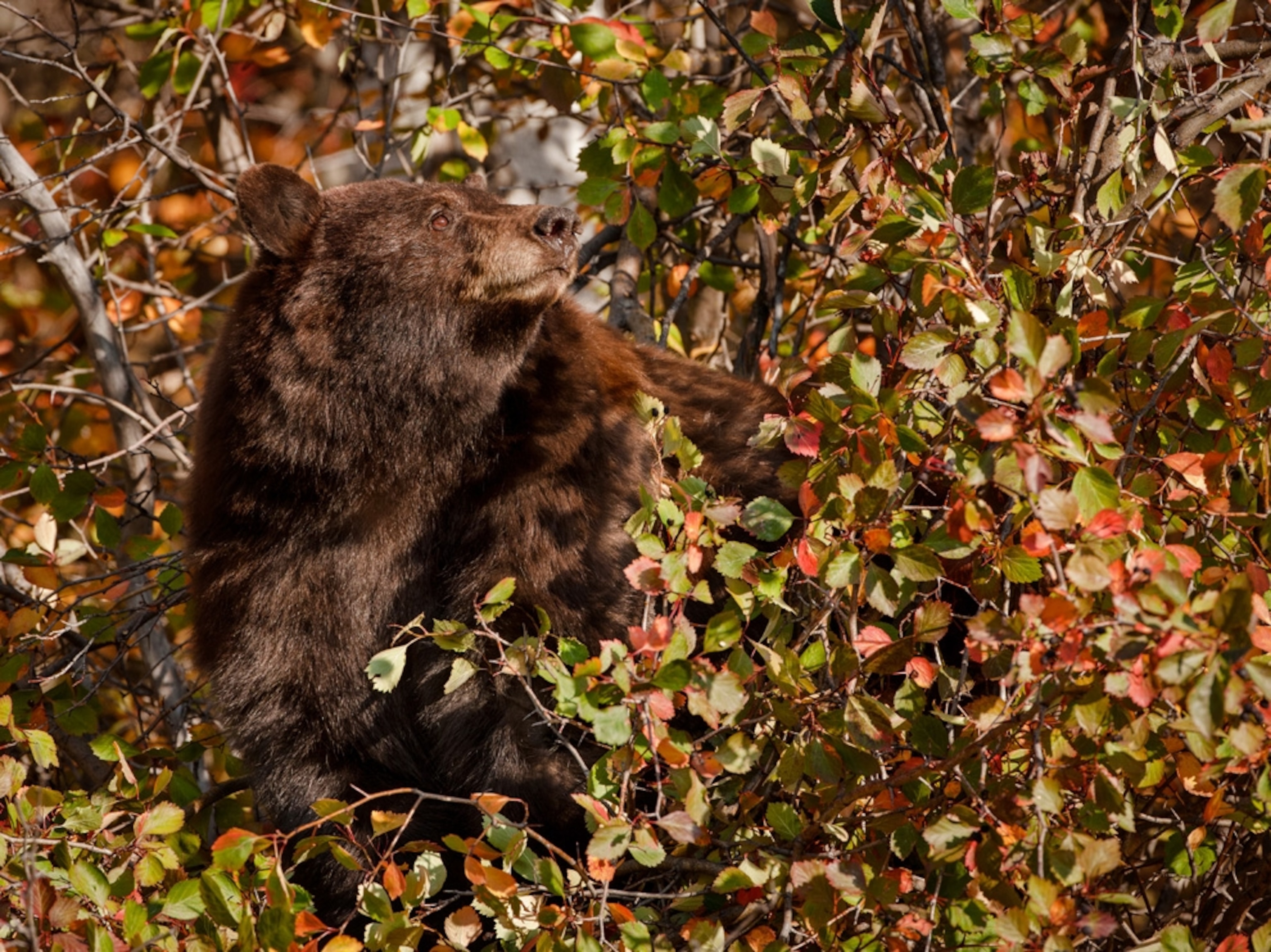a black bear in Grand Teton National Park