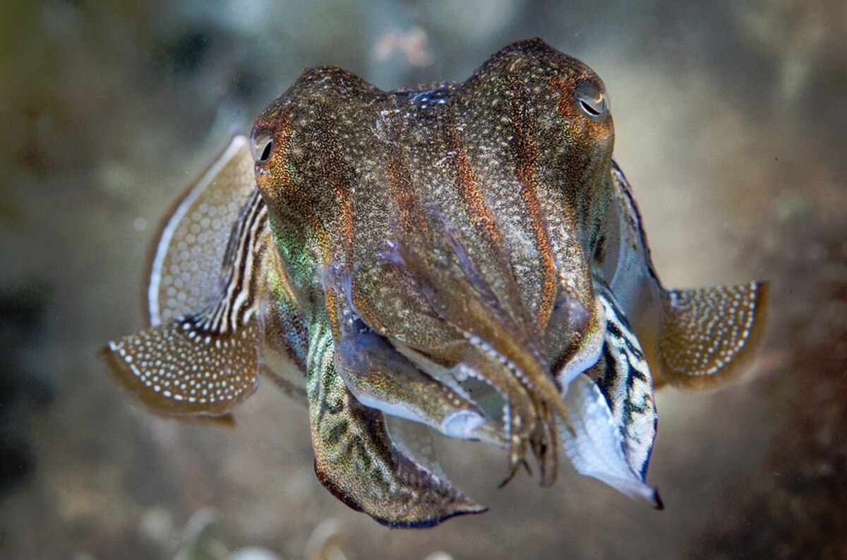 Cuttlefish Remember What, Where and When They Ate