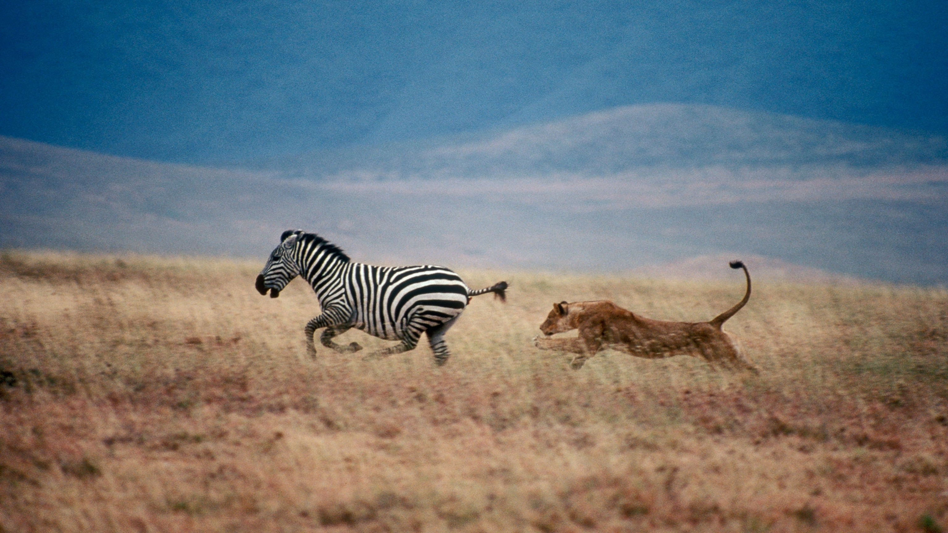 Prey vs. Predators