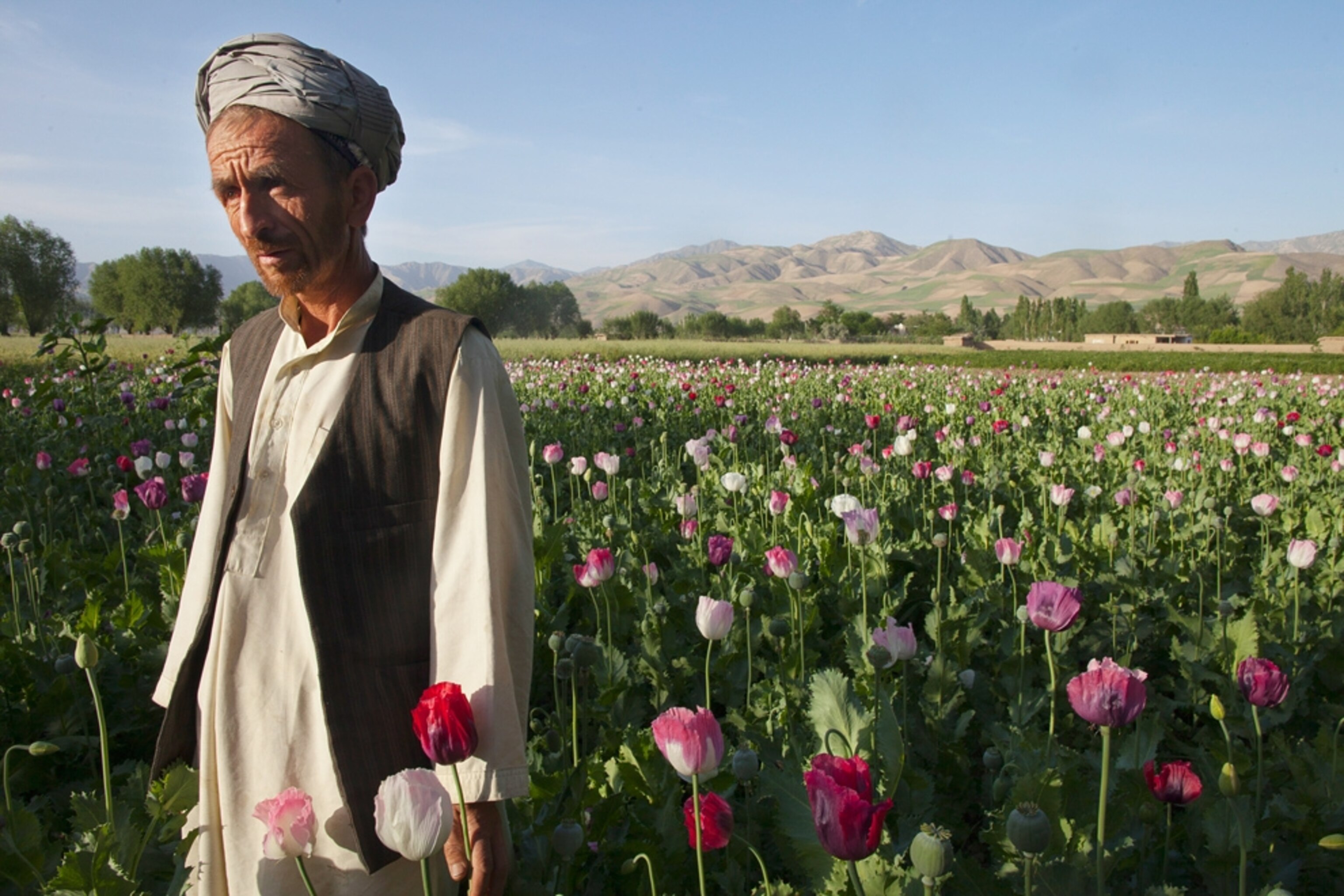 An Afghan poppy farmer stands in his poppy field that he will harvest in a few days May 25, 2011, in Faizabad, Badakshan, Afghanistan.