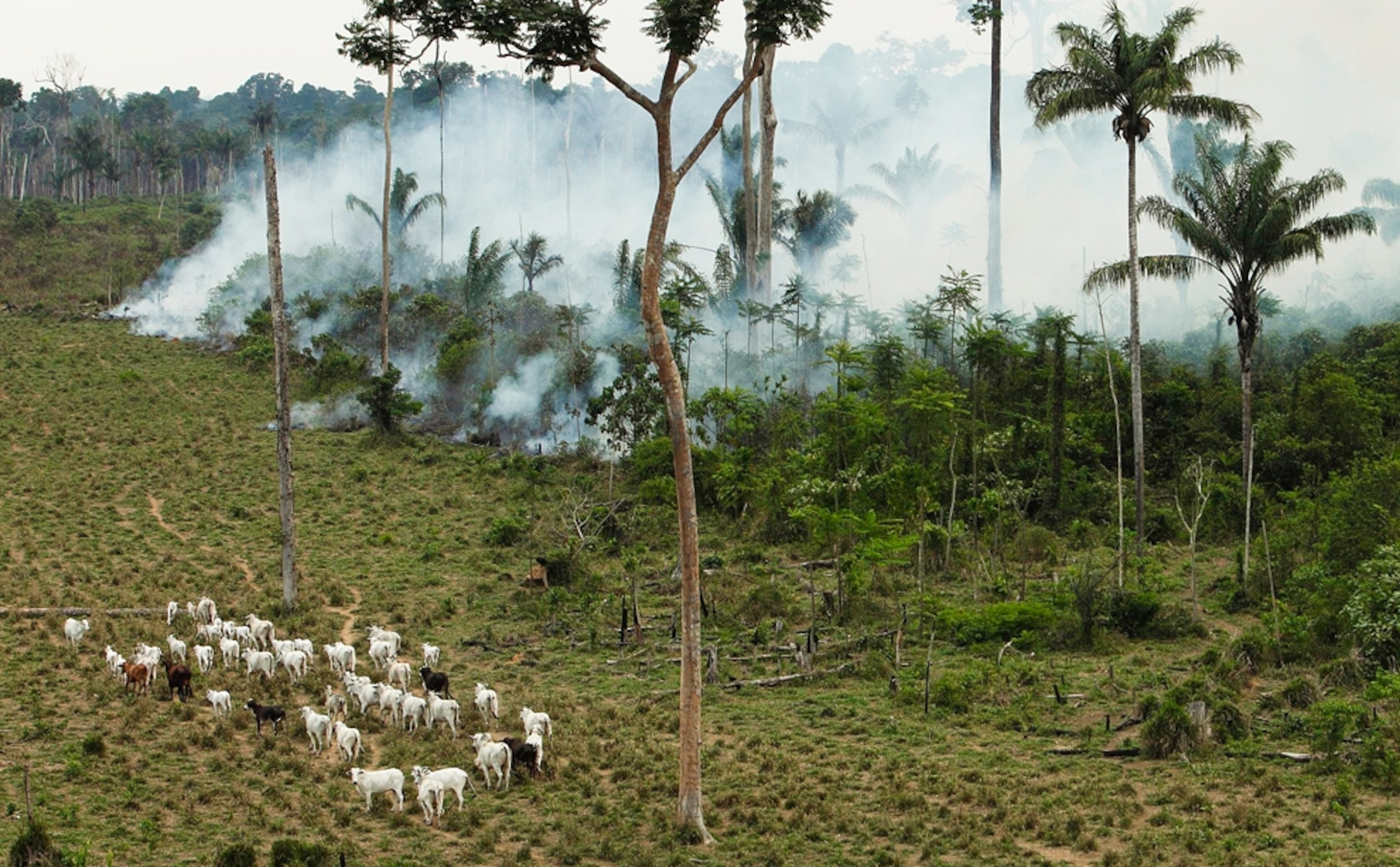 A deforested area in the Brazilian Amazon.