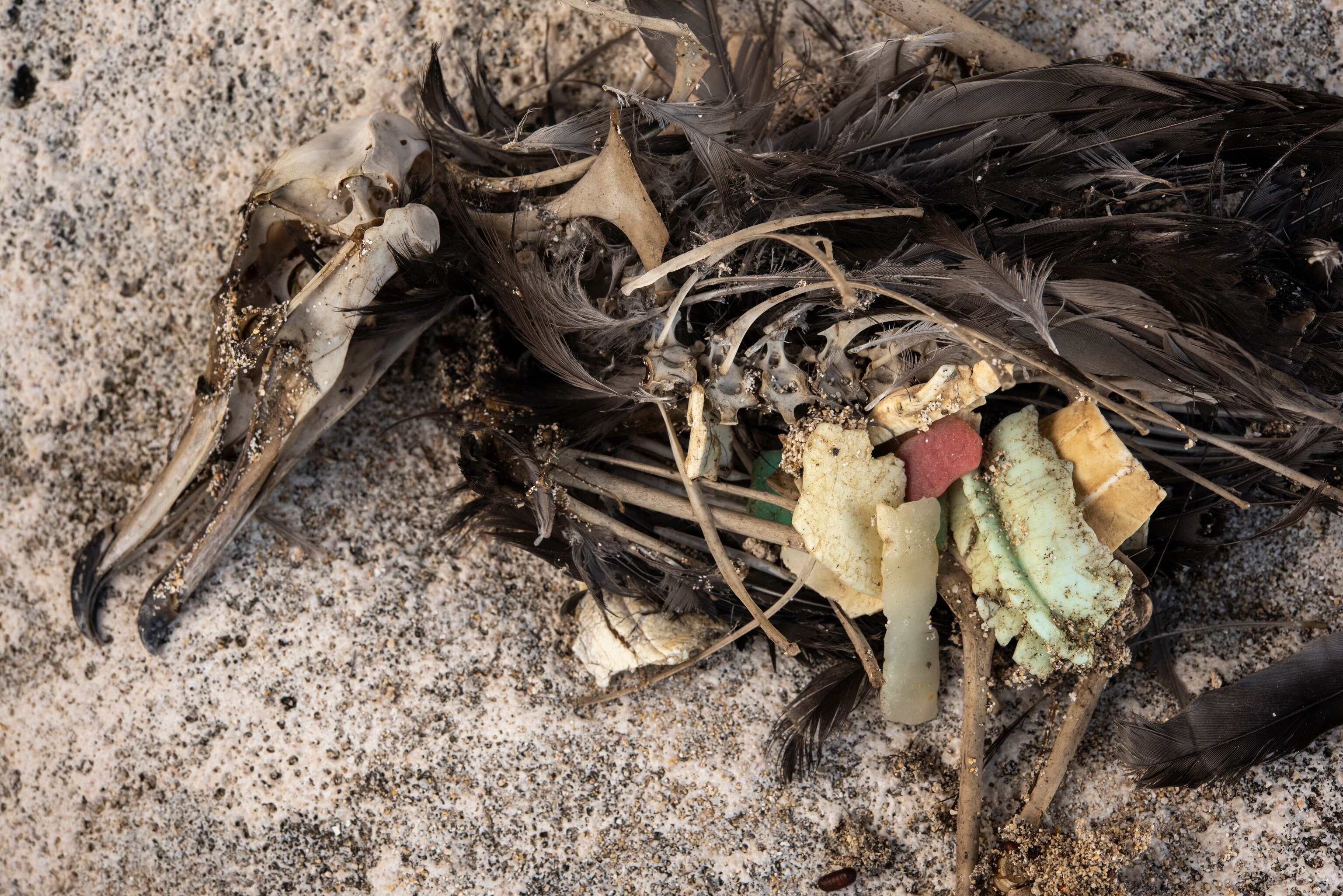 A decomposing bird lays in the sand, revealing a stomach full of plastic.