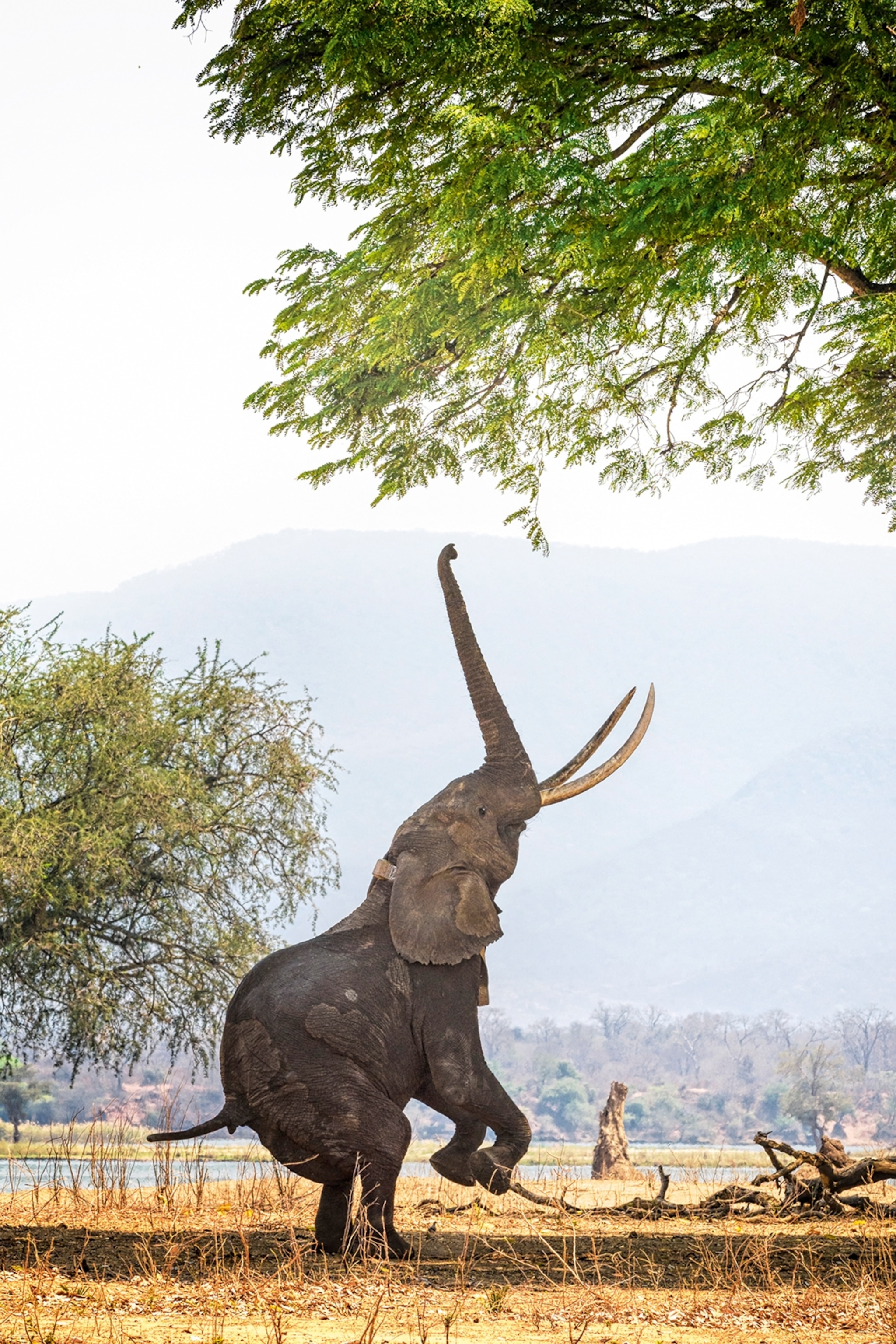An elephant standing on its hind legs to try and reach the leaves of a tree with its trunk.
