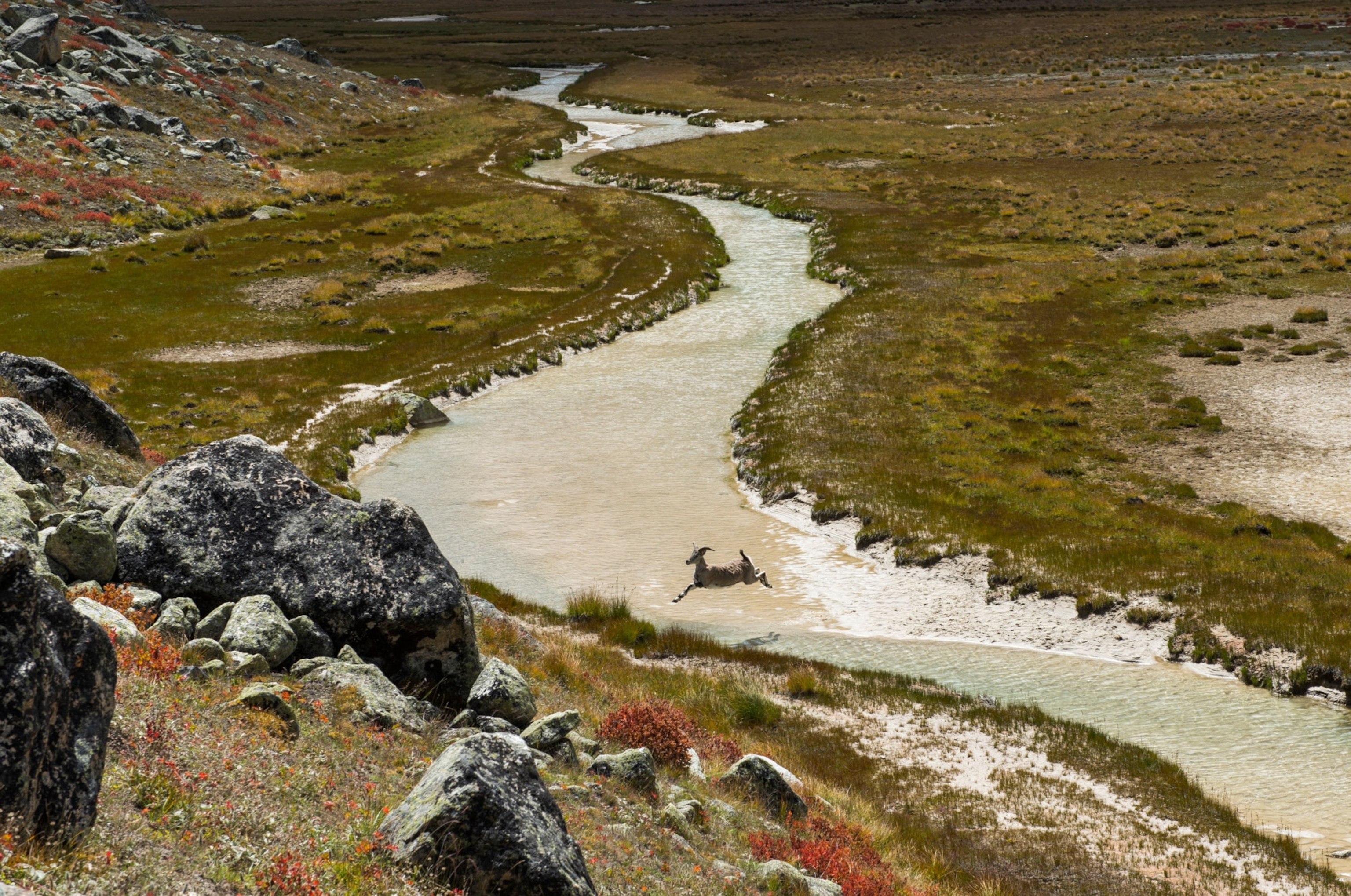 a wild ibex crossing one of the tributaries forming the headwaters of the Ganges