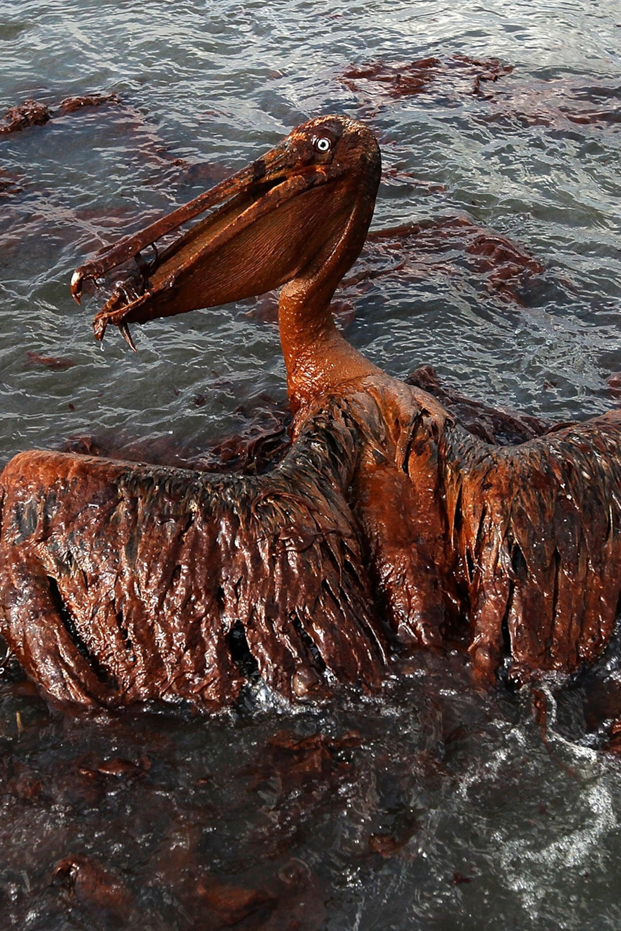 bp oil spill animals dawn