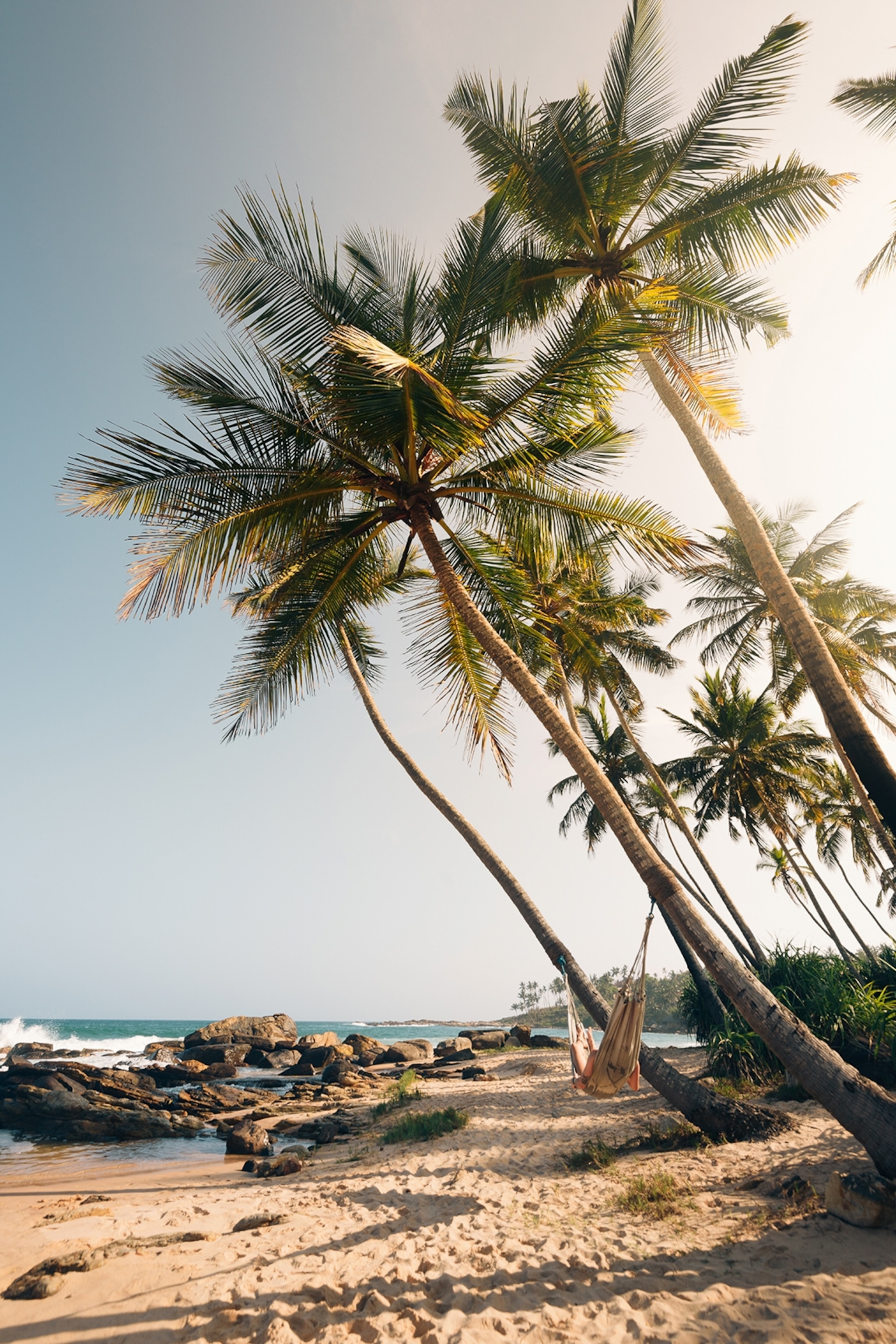 Palm trees leaning over a beach.