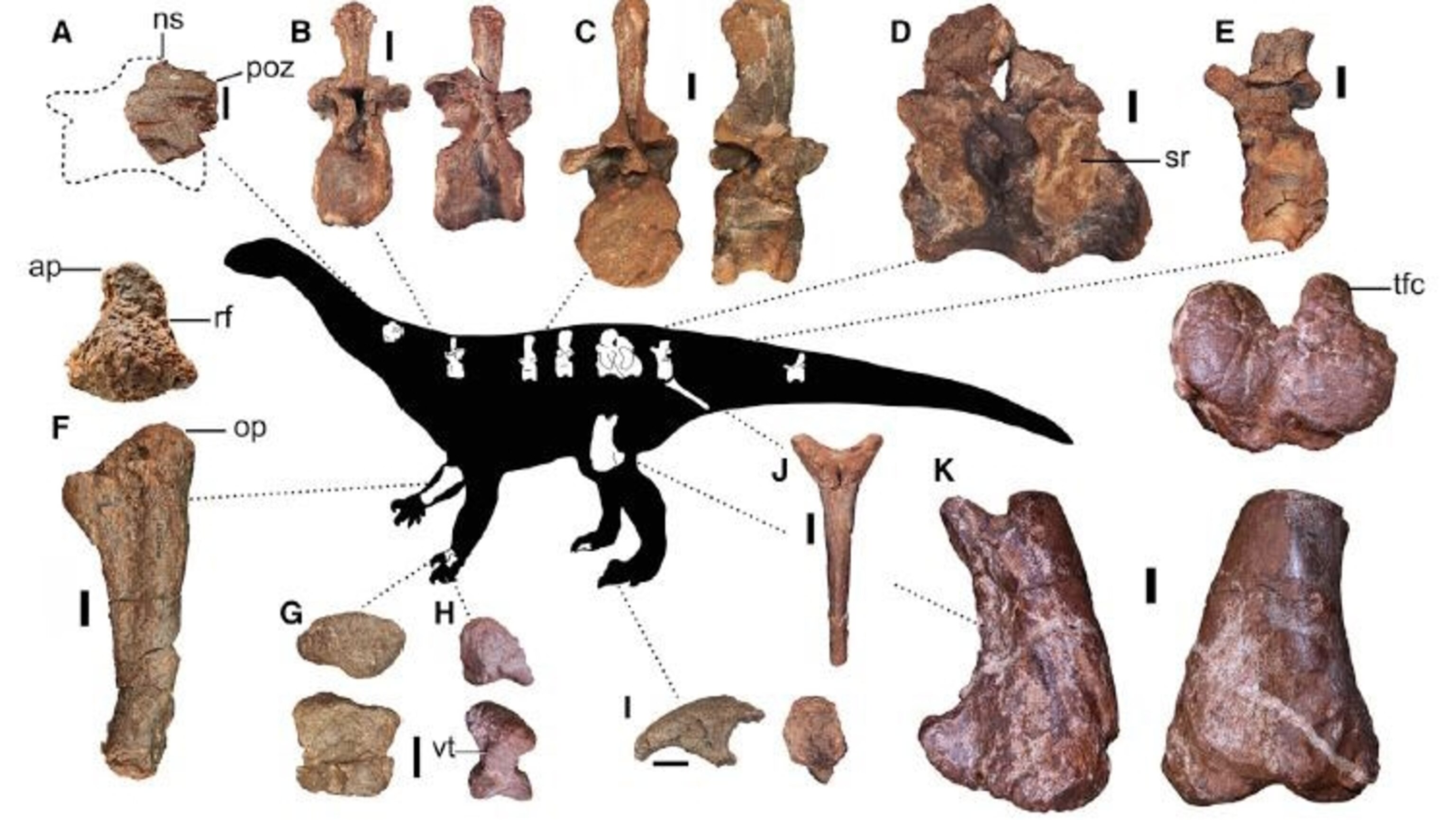 New 12-Ton Jurassic Dinosaur Unearthed in South Africa