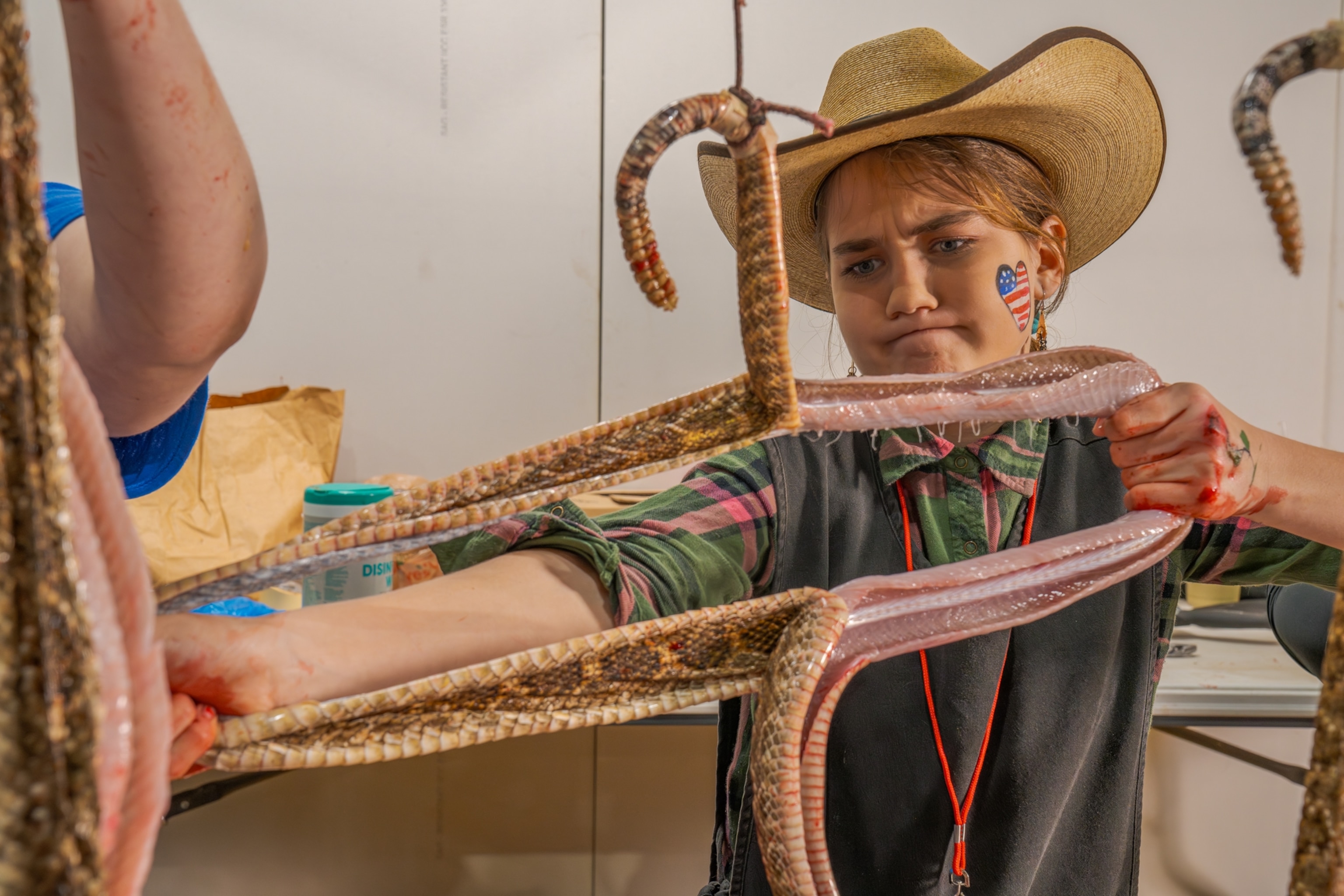 A girl pulls at the body of a snake removing it from it's skin.