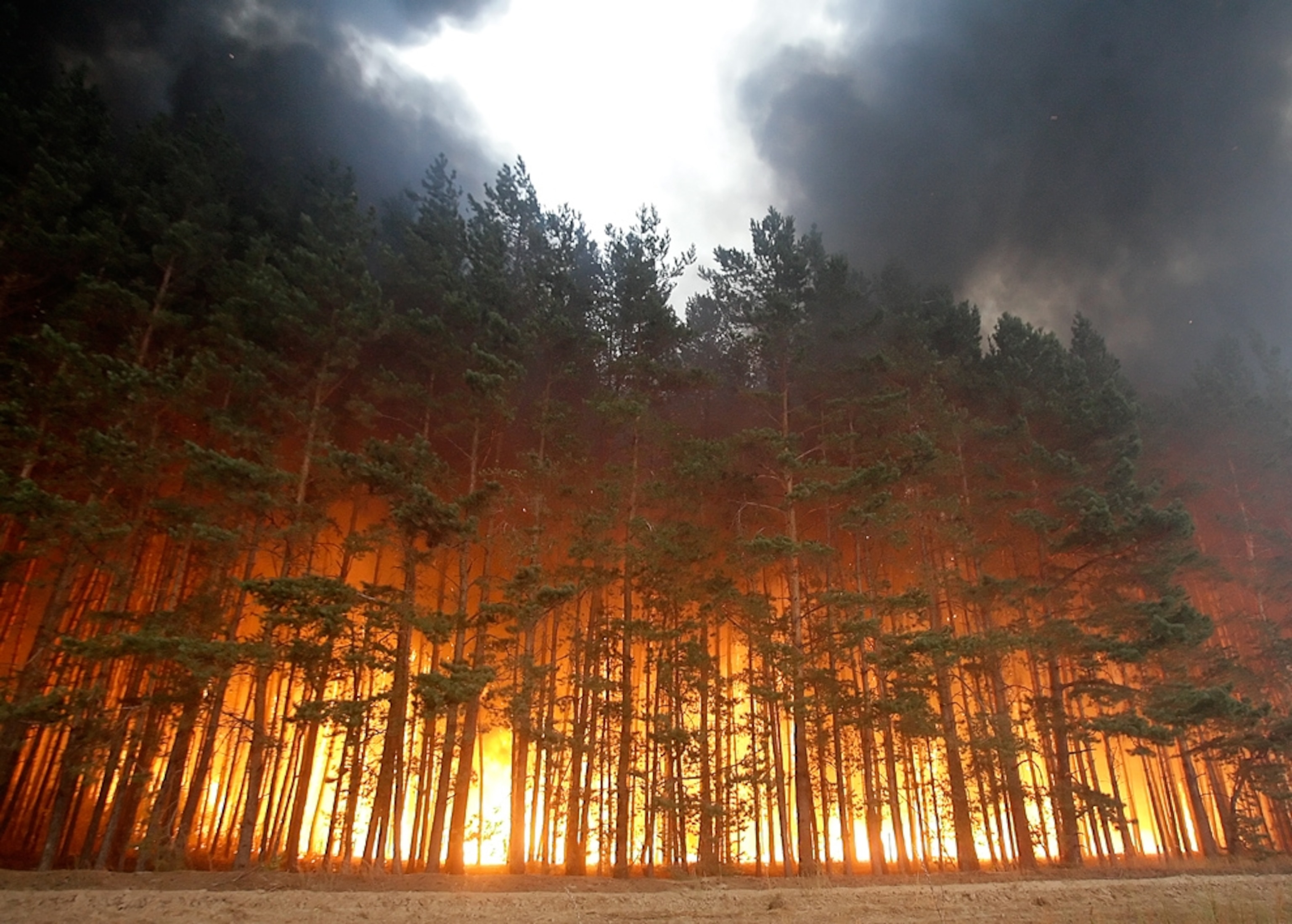 Picture of trees in a forest fire in Russia, where a record heat wave has sparked hundreds of wildfires.