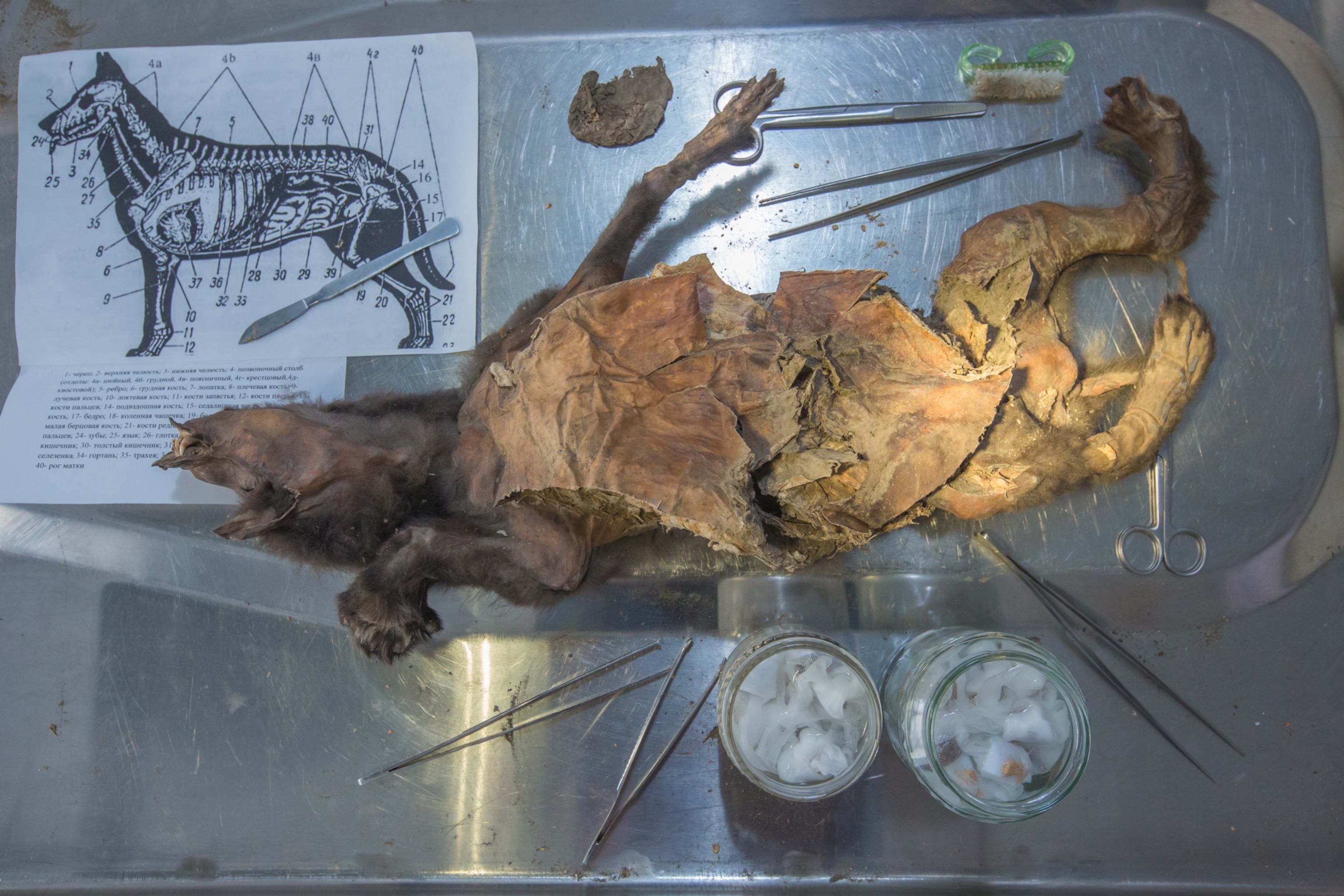 A mummified wolf on a metal table, surrounded by surgical tools. A diagram of a wolf skeleton is visible.