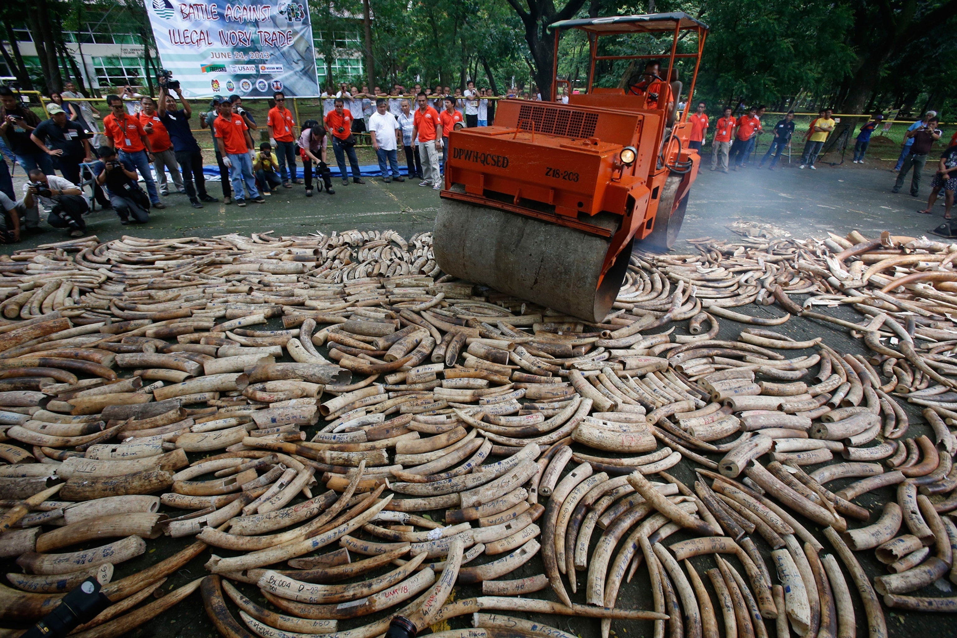a road roller crushing smuggled elephant tusks in the Philippines