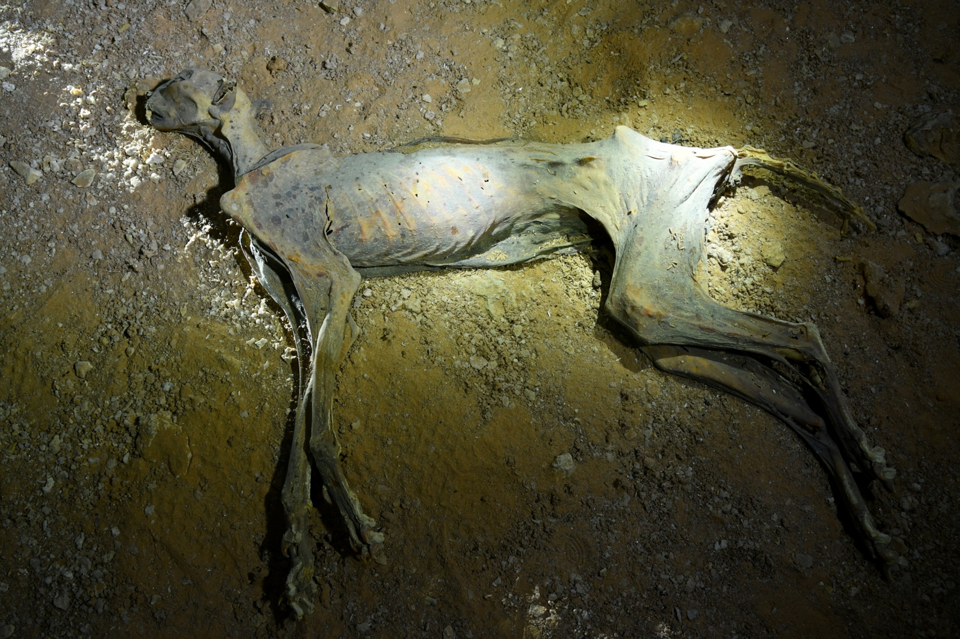 Mummified remains of a cheetah lie on a dusty cave floor.