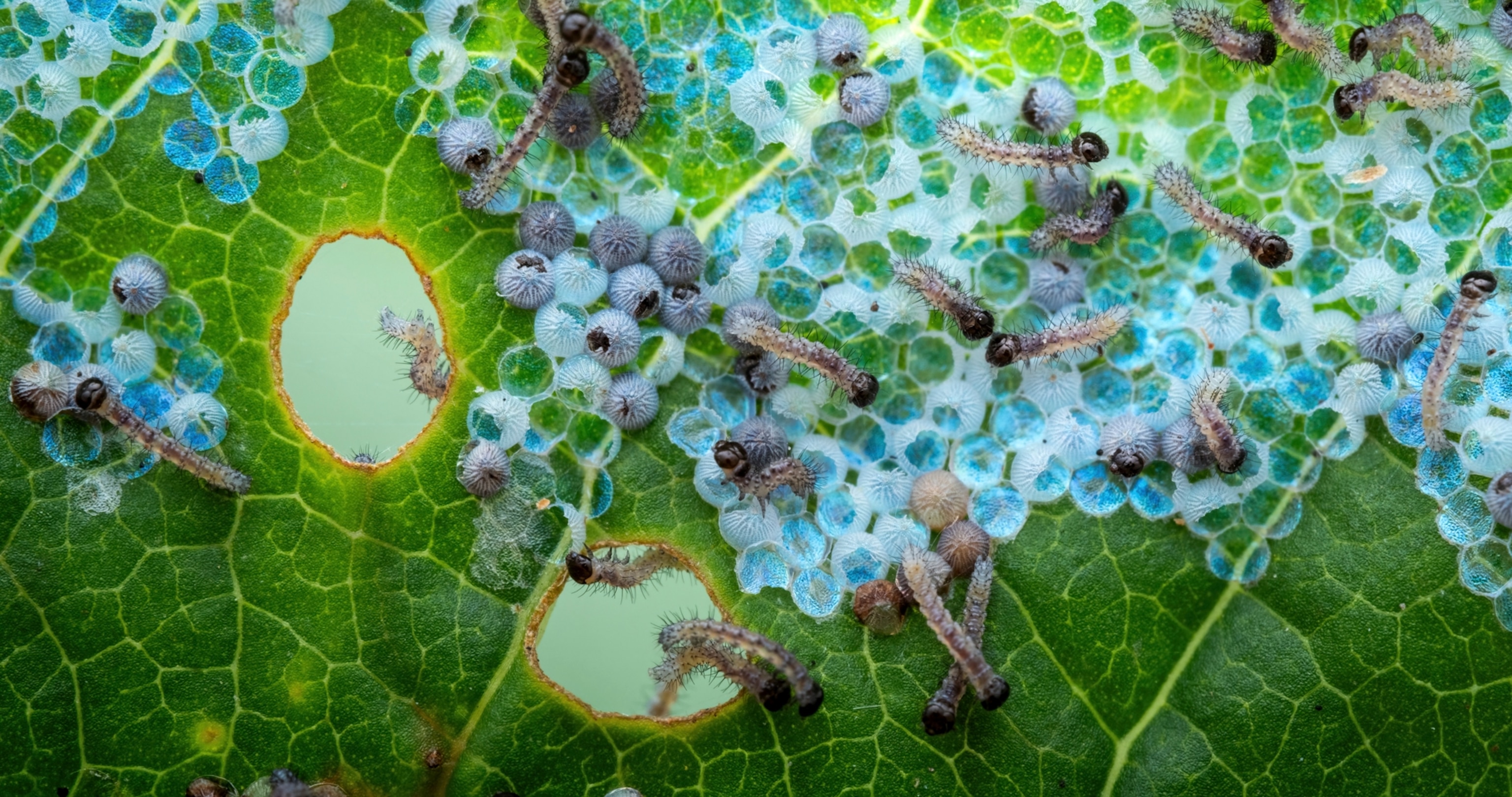 Small blue spheres rest on a leaf with two holes in it, as small caterpillar-like creatures crawl over them.