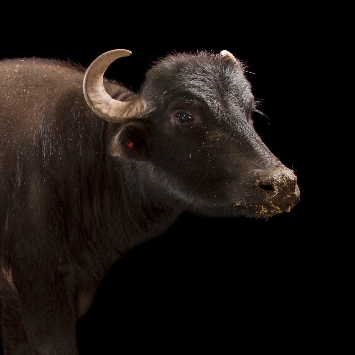 Water Buffalo National Geographic