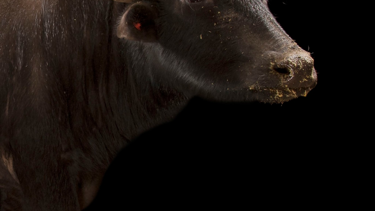 Water Buffalo National Geographic