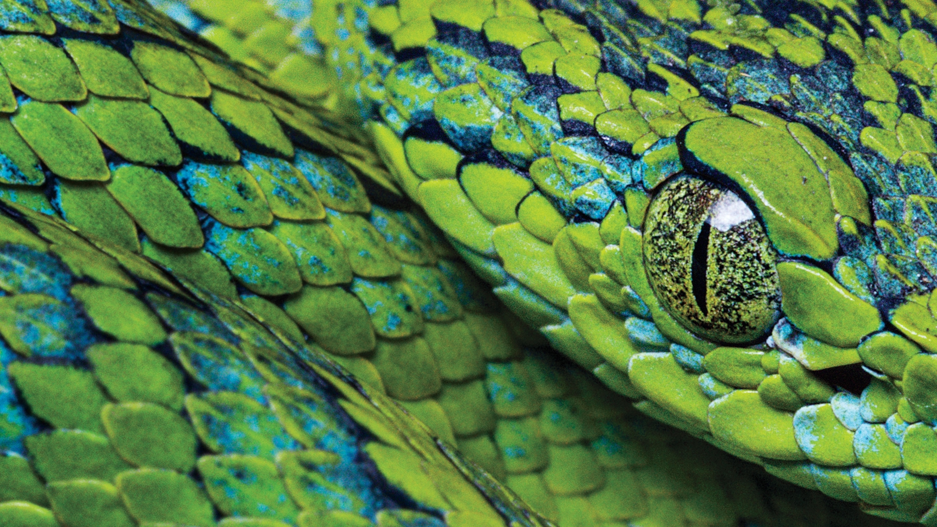 Can this famously gorgeous pit viper save the cloud forests of Honduras?