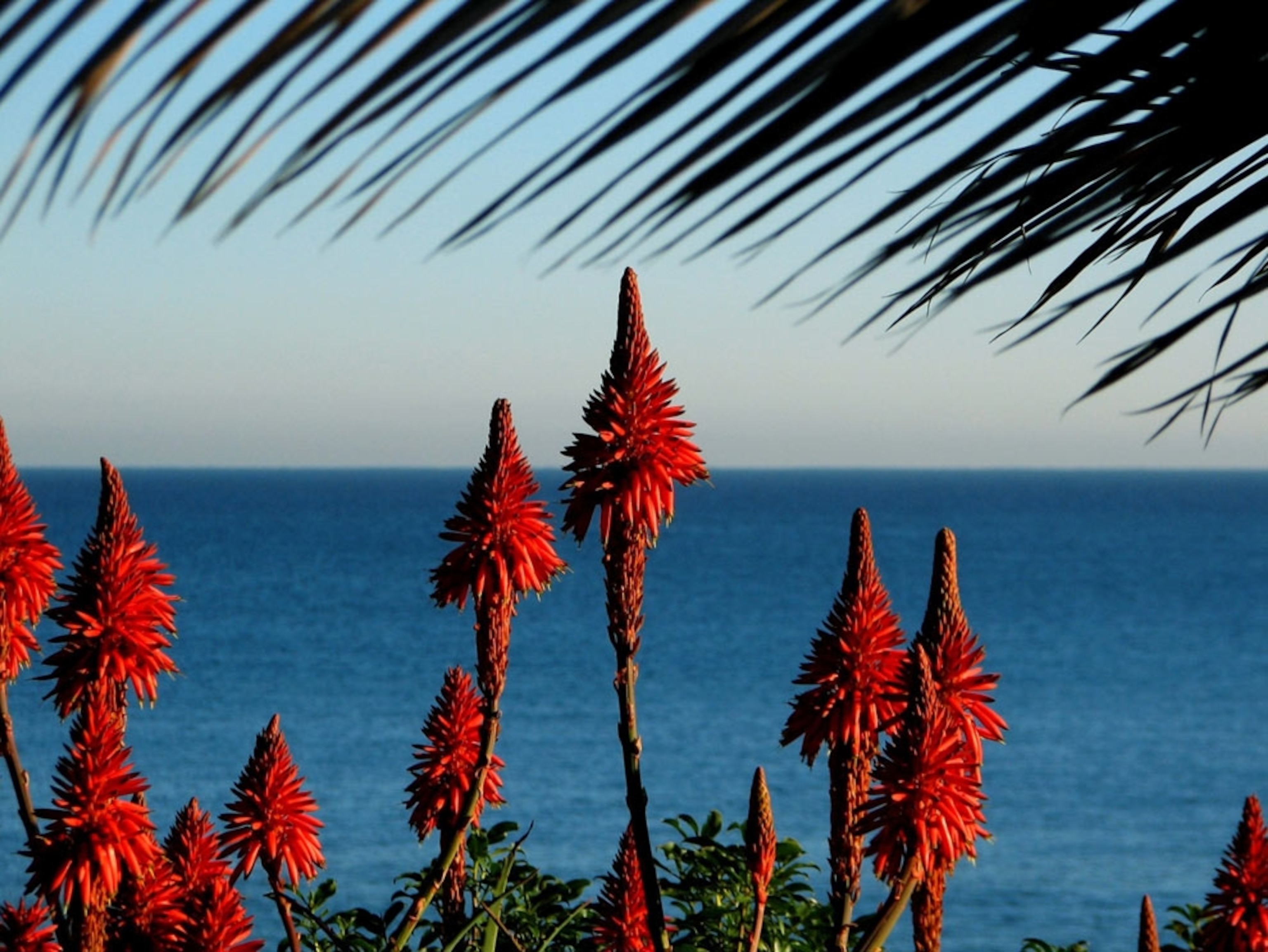 the ocean at Viña del Mar, Chile