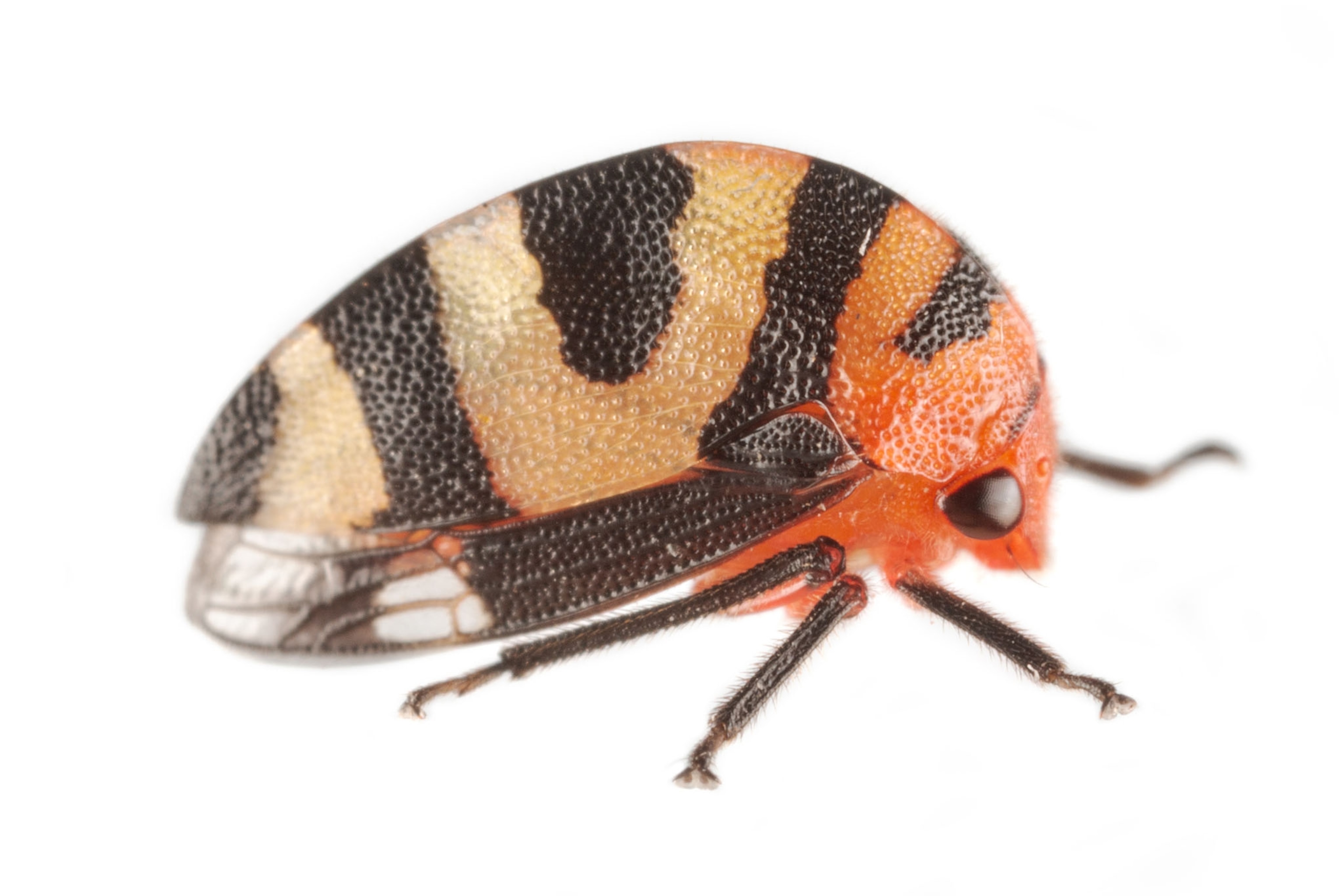 Treehoppers: pictures of the rainforest's mini-marvels