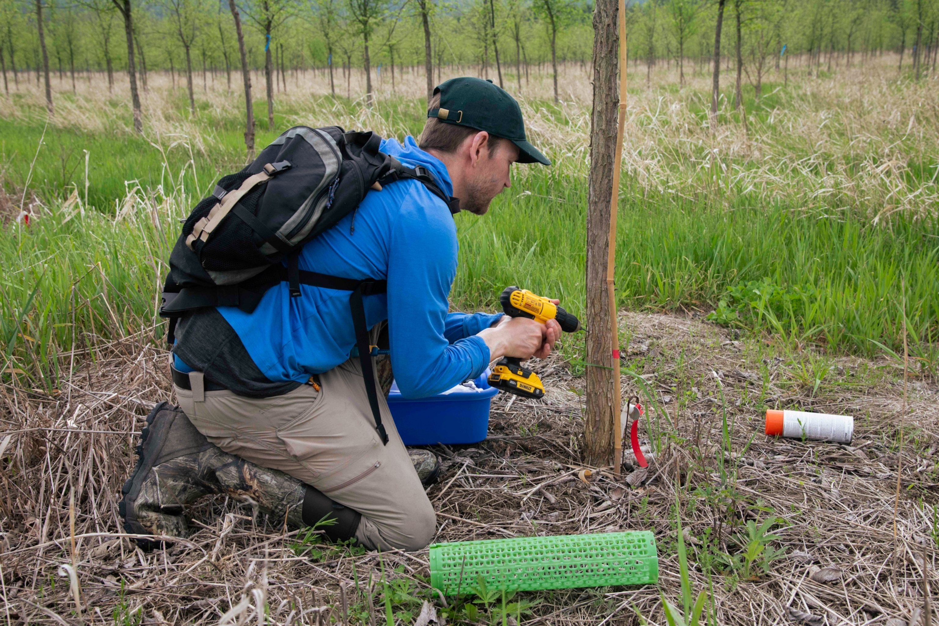 Researcher drilling into an American elm tree.