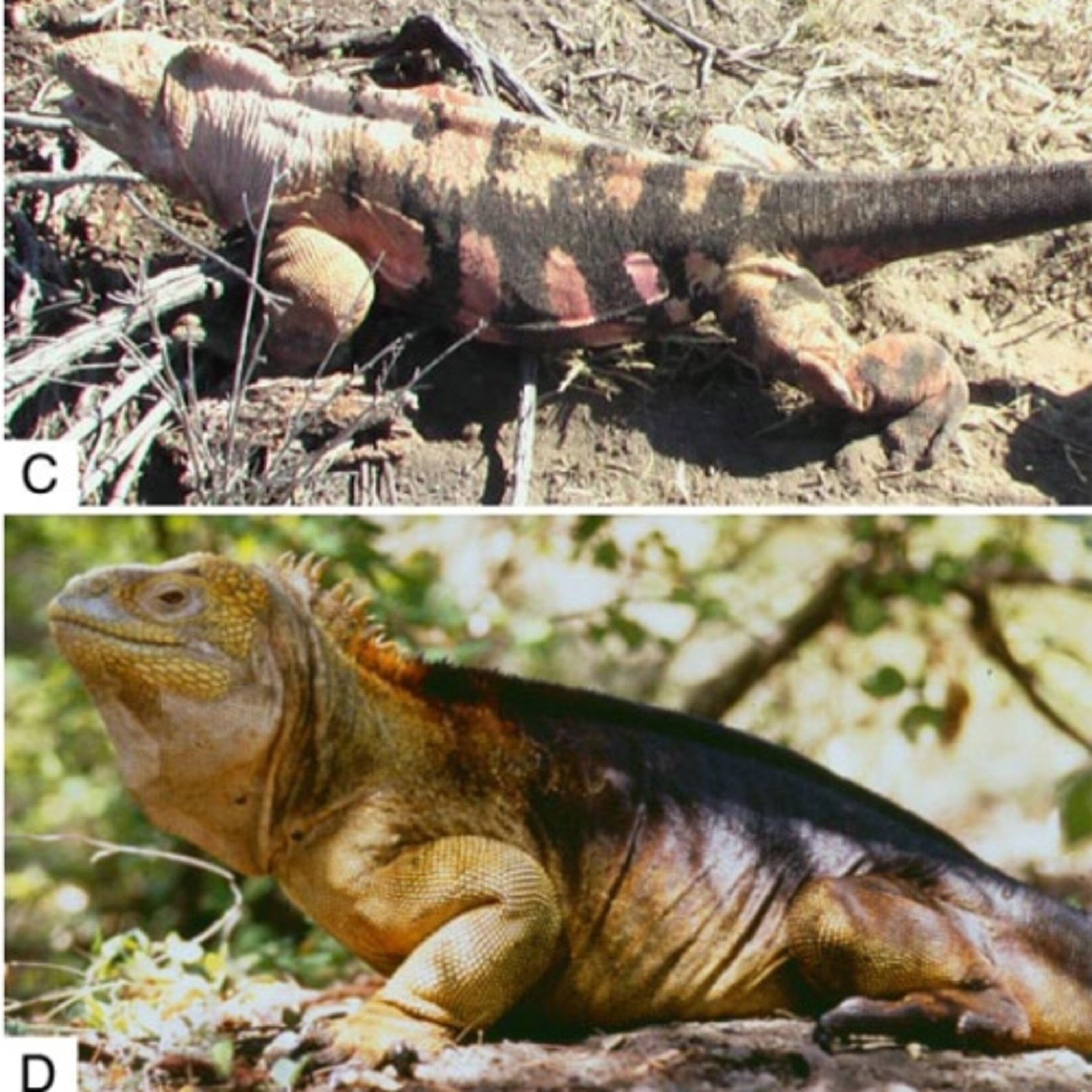 The Pink Galapagos Iguana That Darwin Never Saw