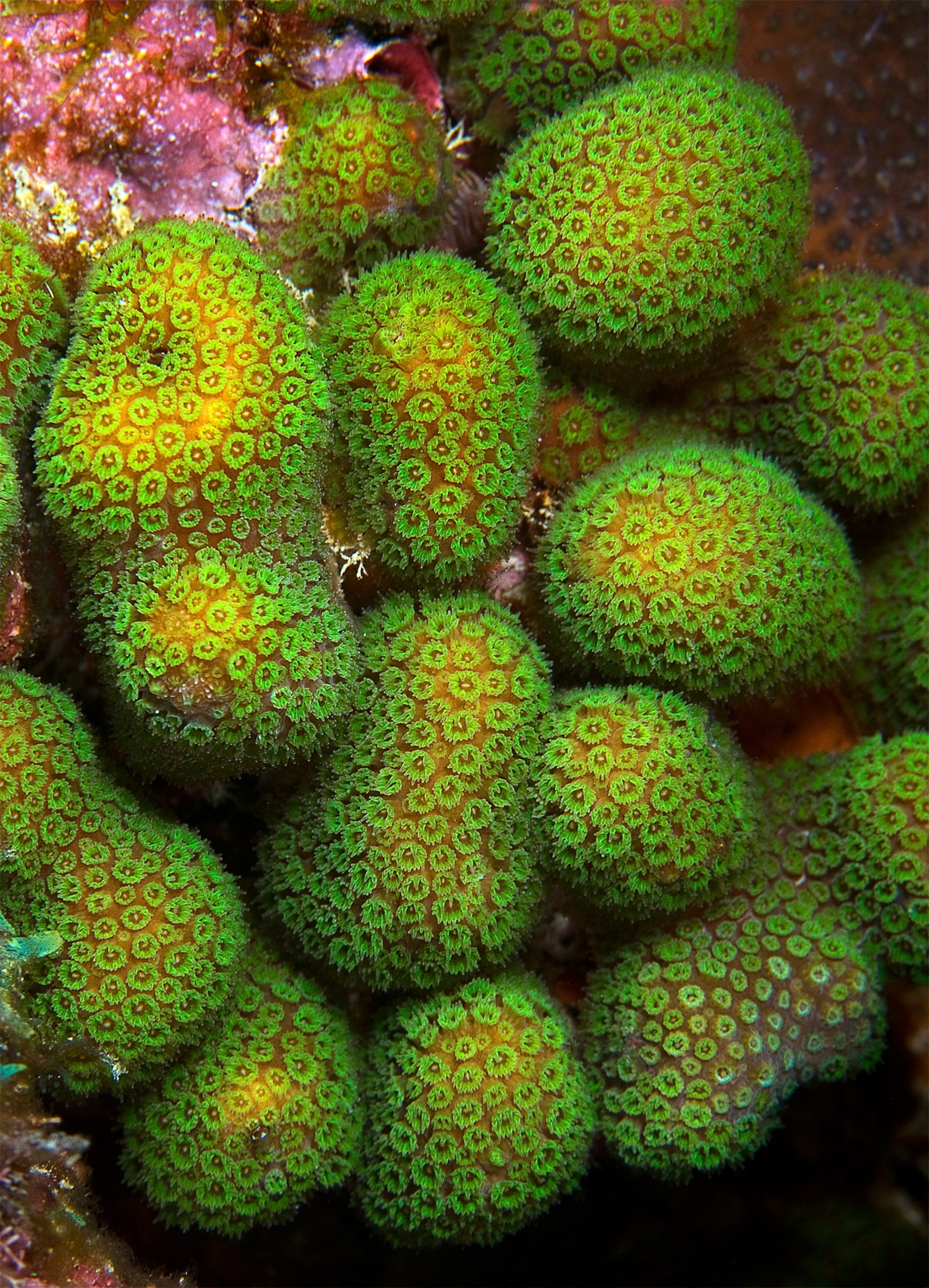 Boulder star picture - proposed for protection under the Endangered Species Act.