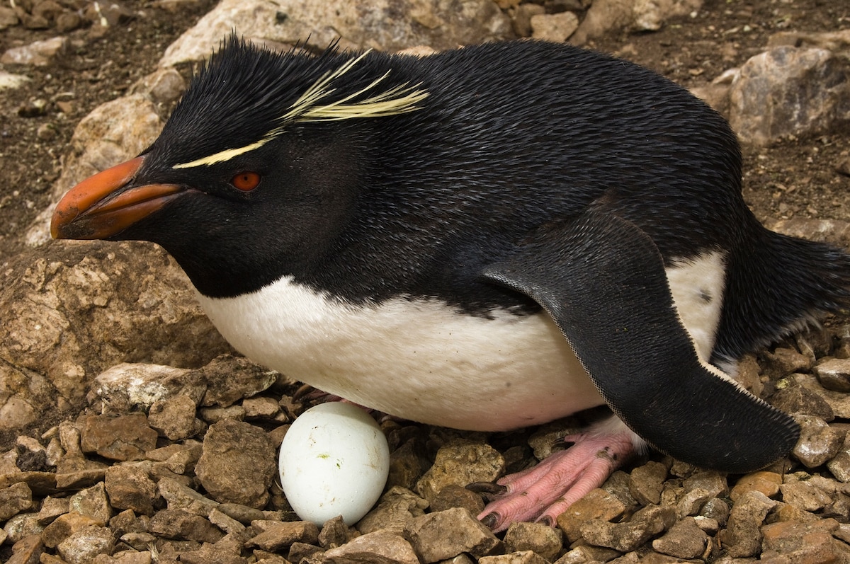 Why Crested Penguins Always Lay Doomed Eggs