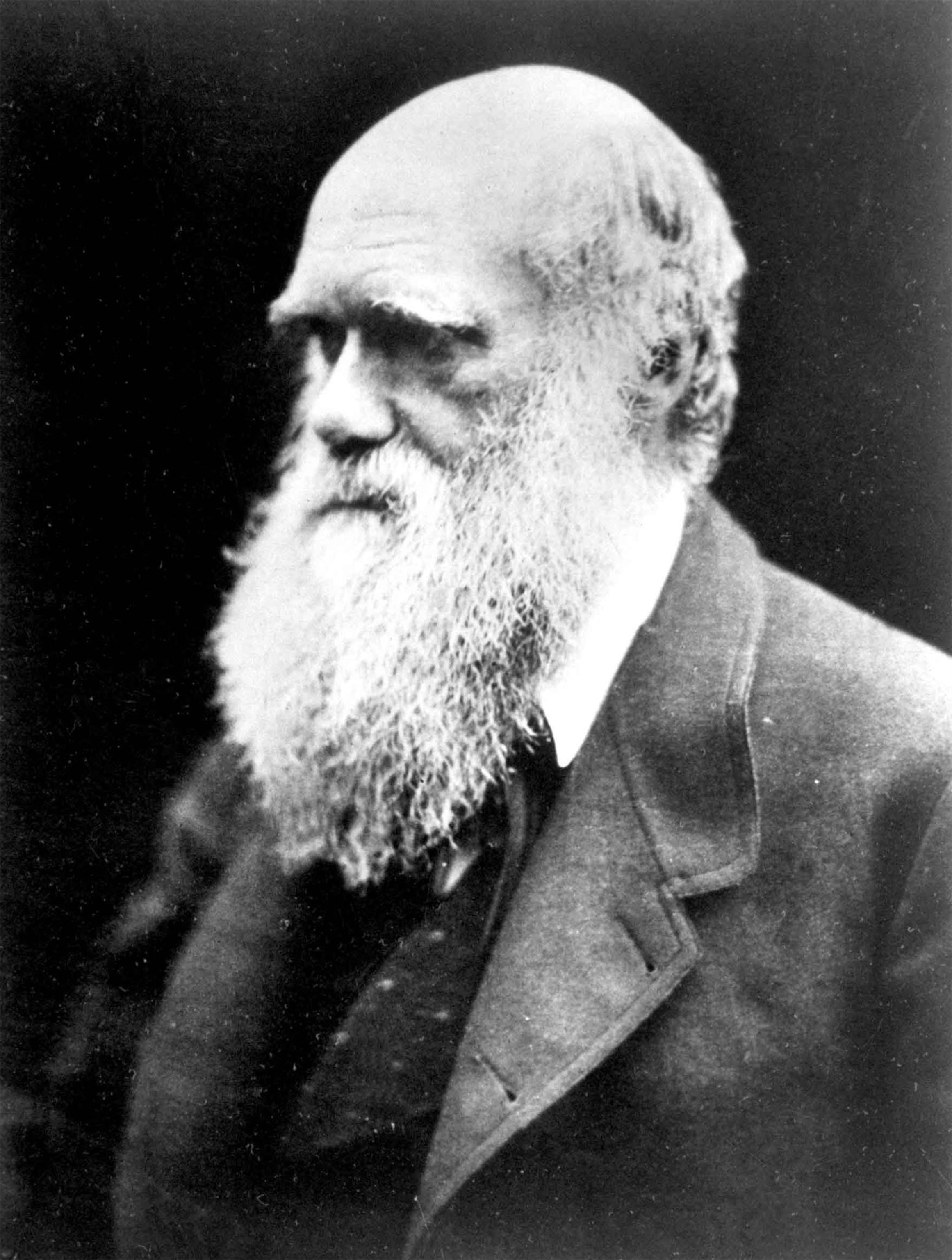 Darwin's Theory Of Evolution Roiled U.S. On Eve Of Civil War Darwin's Theory Of Evolution Roiled U.S. On Eve Of Civil War