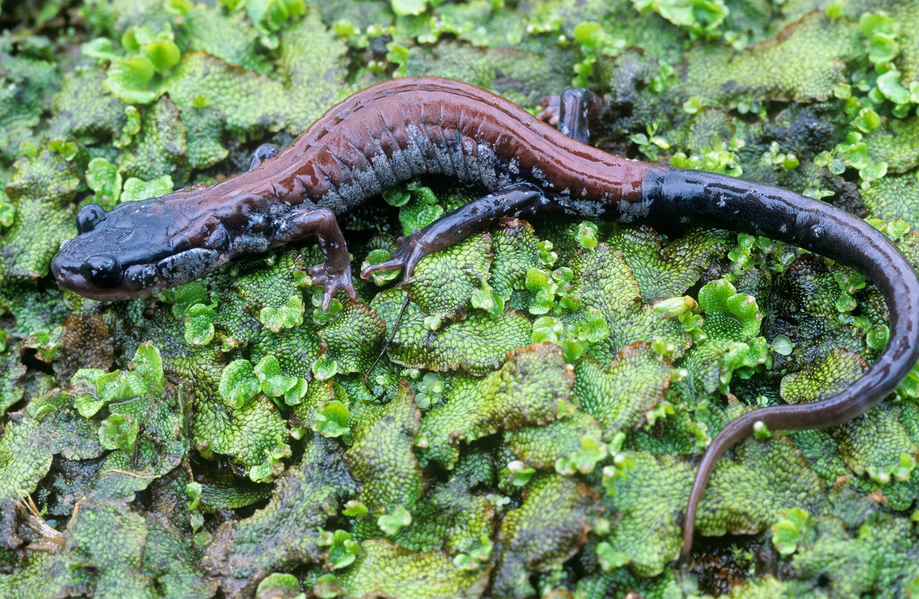 a salamander in North Carolina.