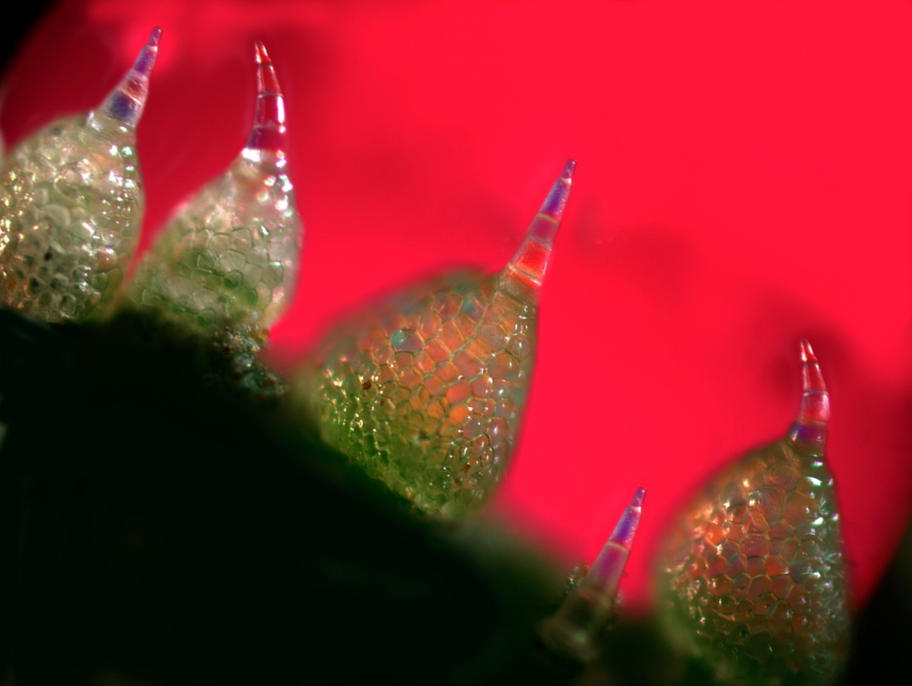 Young cucumber picture: one of the best science pictures of 2011