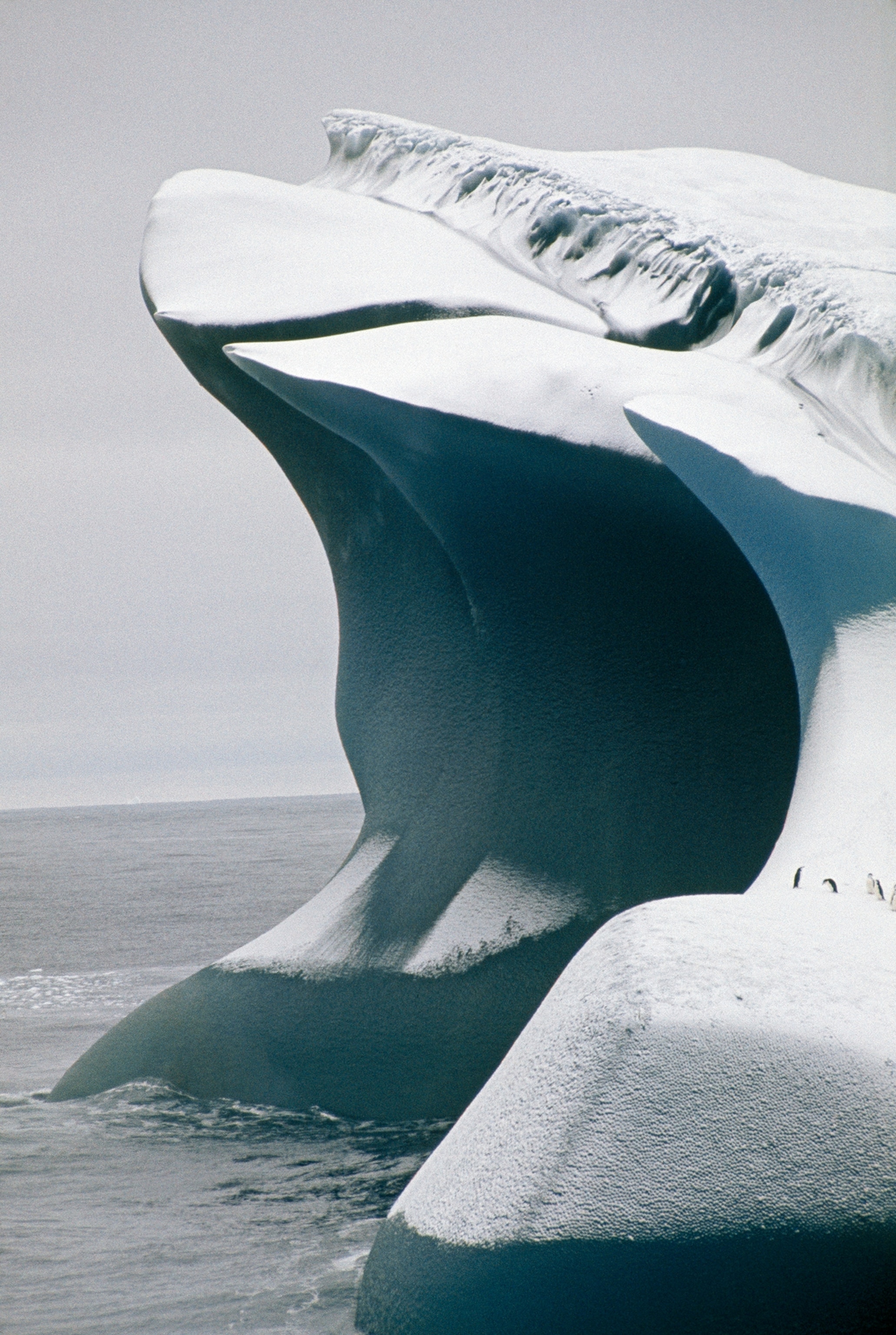 Spawned by a glacier, sculptured by seawater and summer sun, an iceberg ferries penguins north. Mariners shun the icy leviathans, which may become top heavy as they melt and roll over, abruptly raising waves huge enough to capsize a boat.