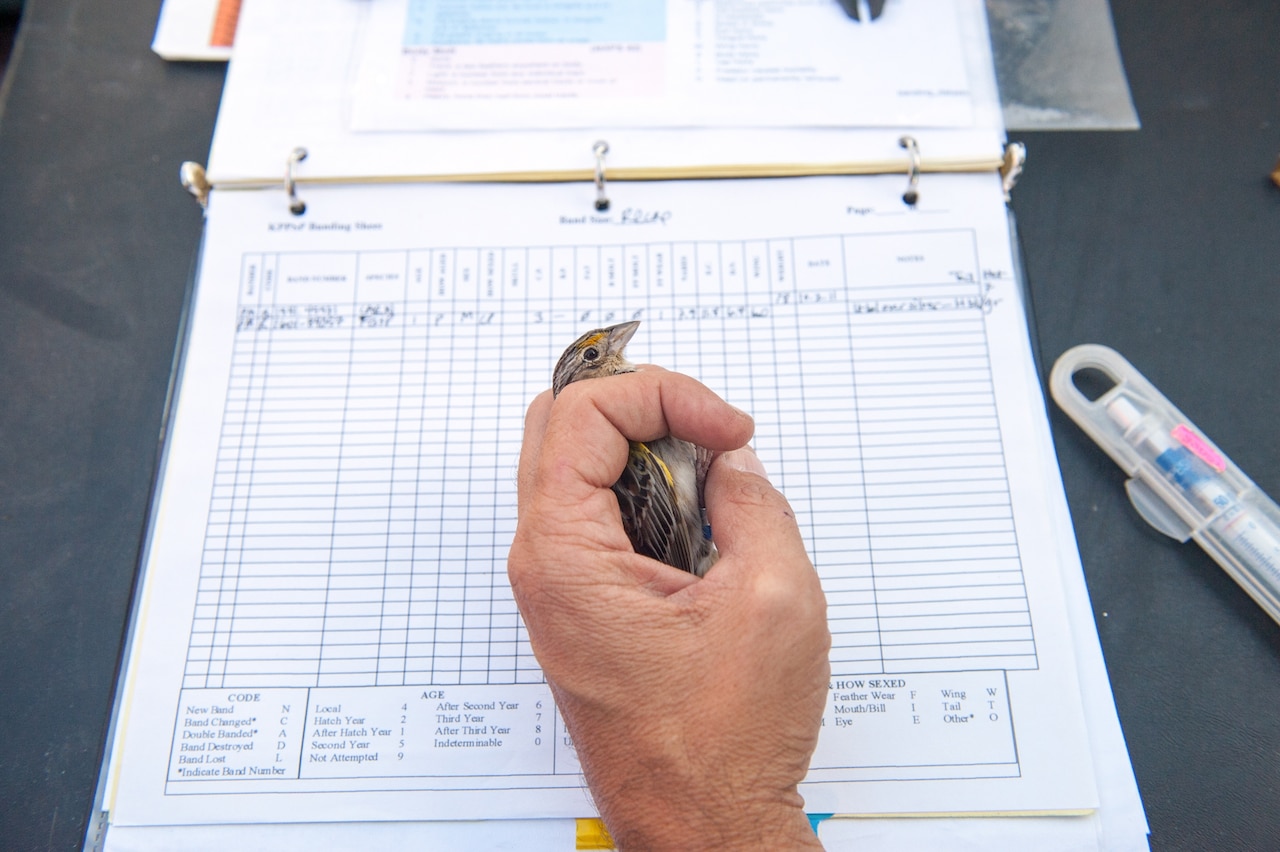 florida-grasshopper-sparrow-study.jpg?w=1280&h=852