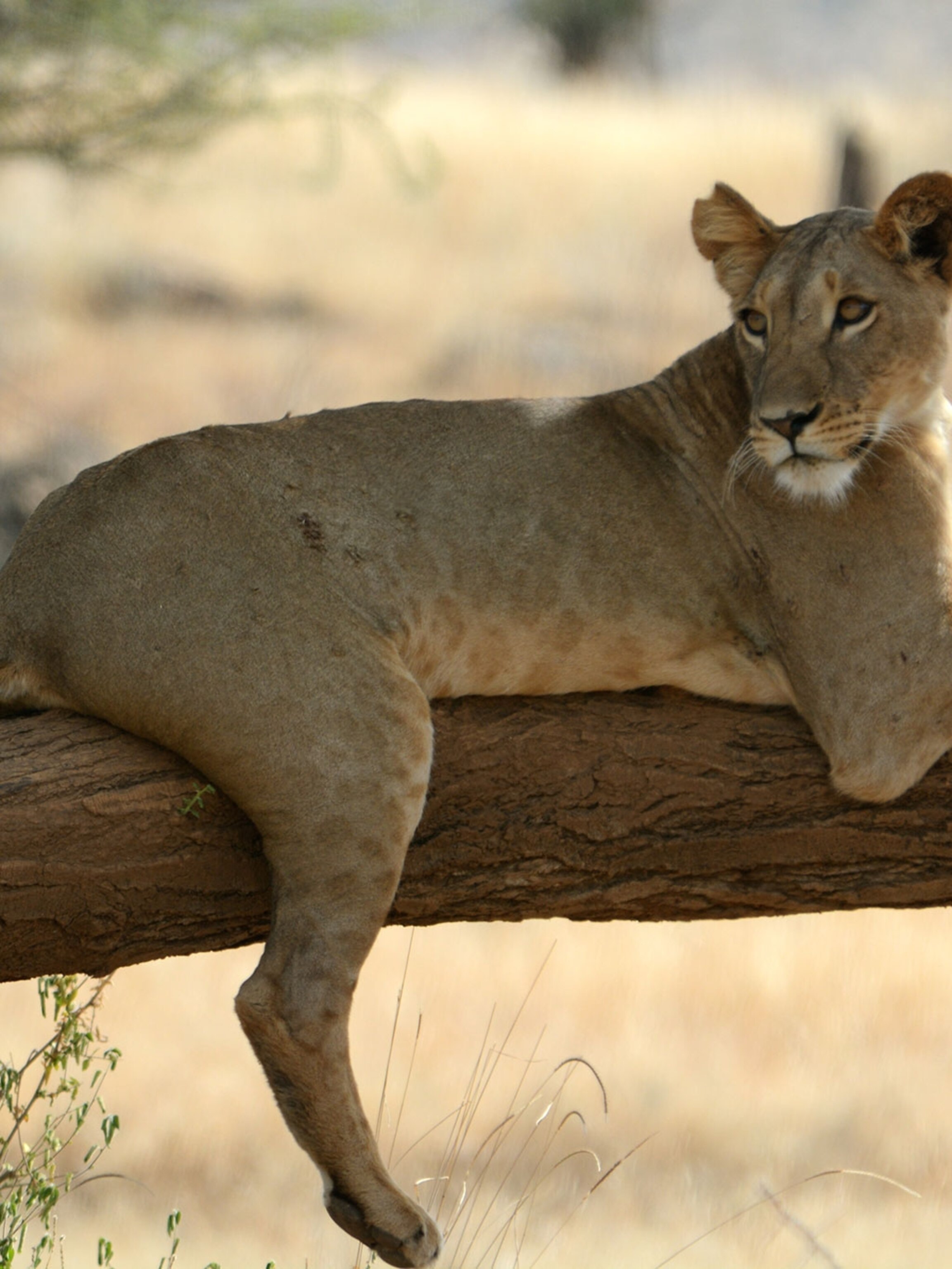Meet The Surprisingly Solitary Lions Of Samburu Kenya
