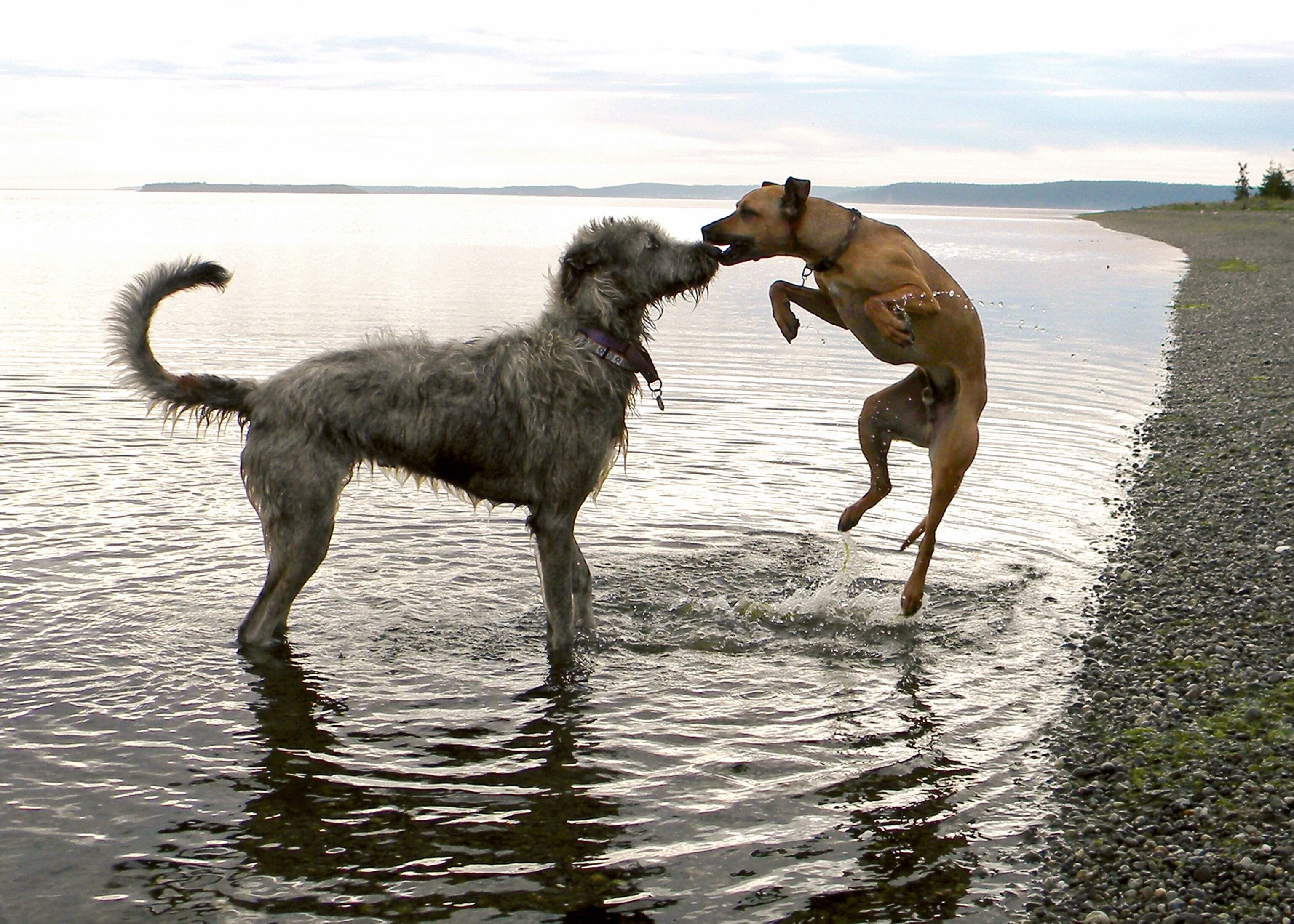 one dog trying to play with another on a beach