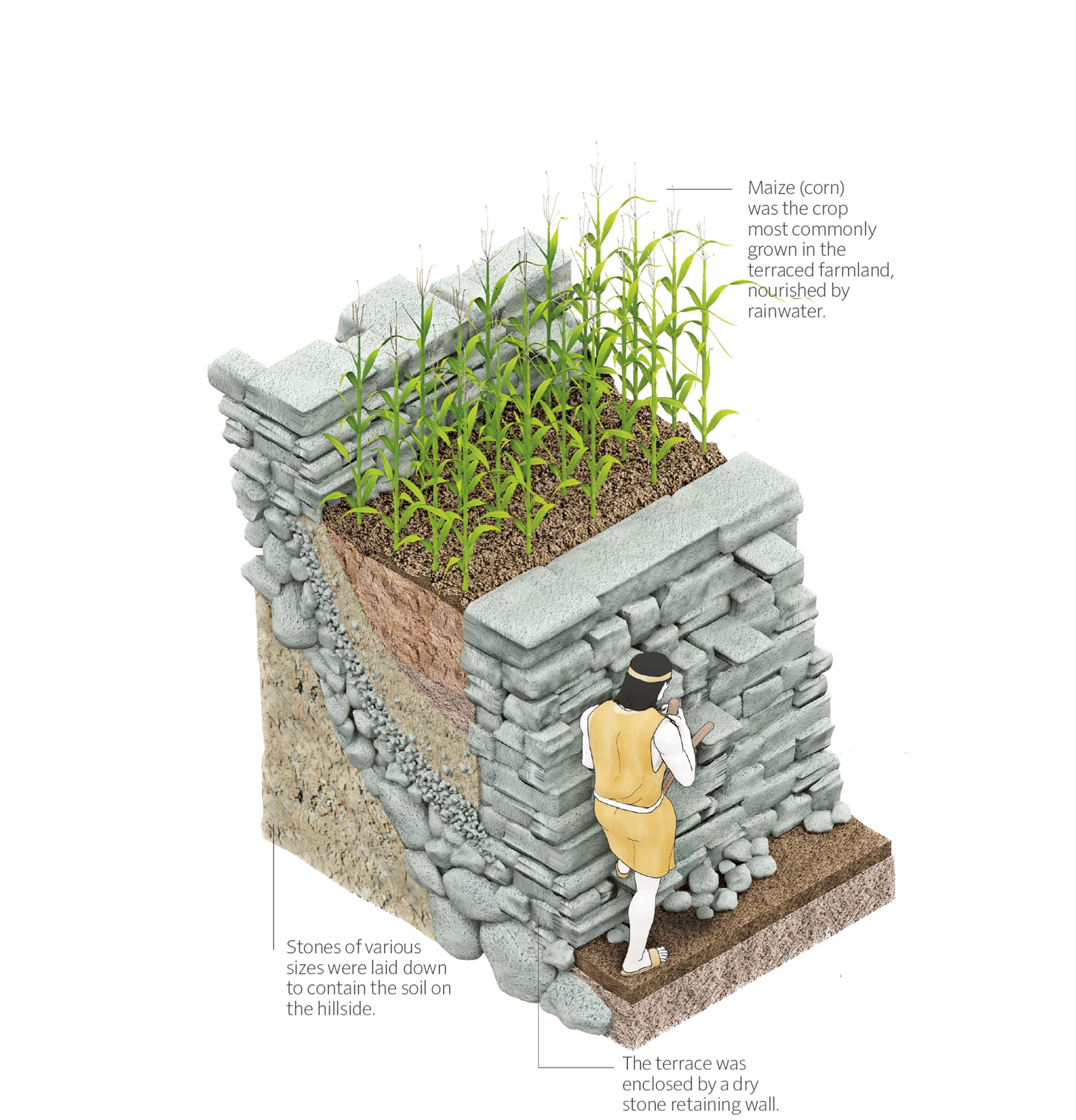 Illustration of Inca agricultural farming with maize and a stone retaining wall.