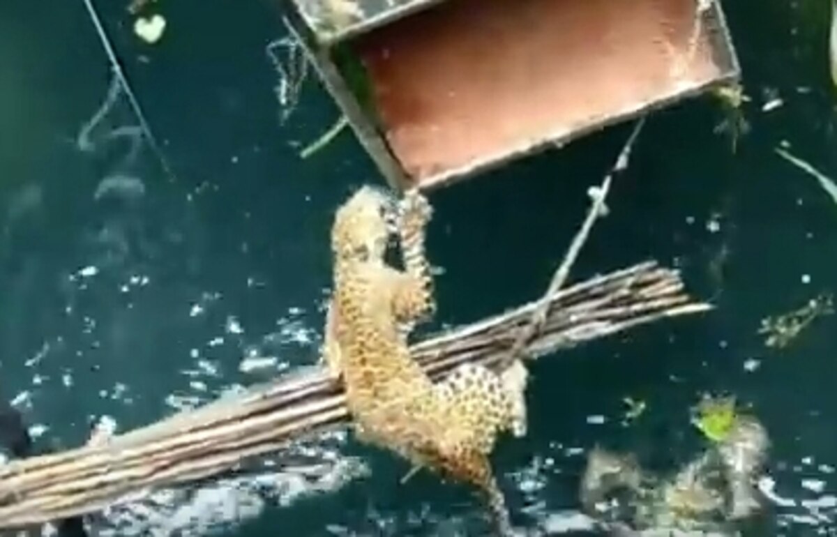 Watch Villagers Save Drowning Leopard in Dramatic Rescue