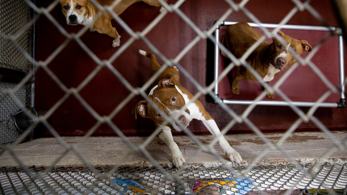 Why animal shelters are facing a new crisis