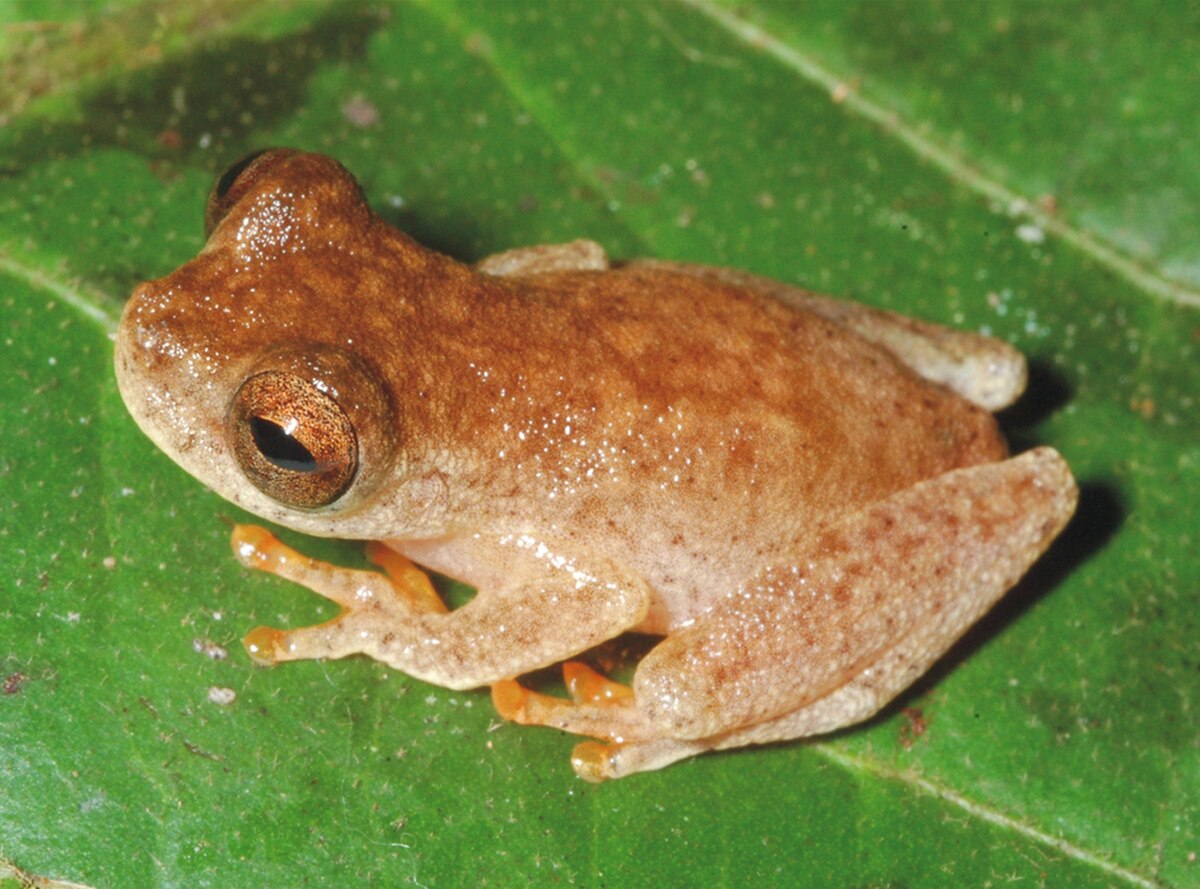 New "Bat Frog" Found in Amazon, Named for Ozzy Osbourne