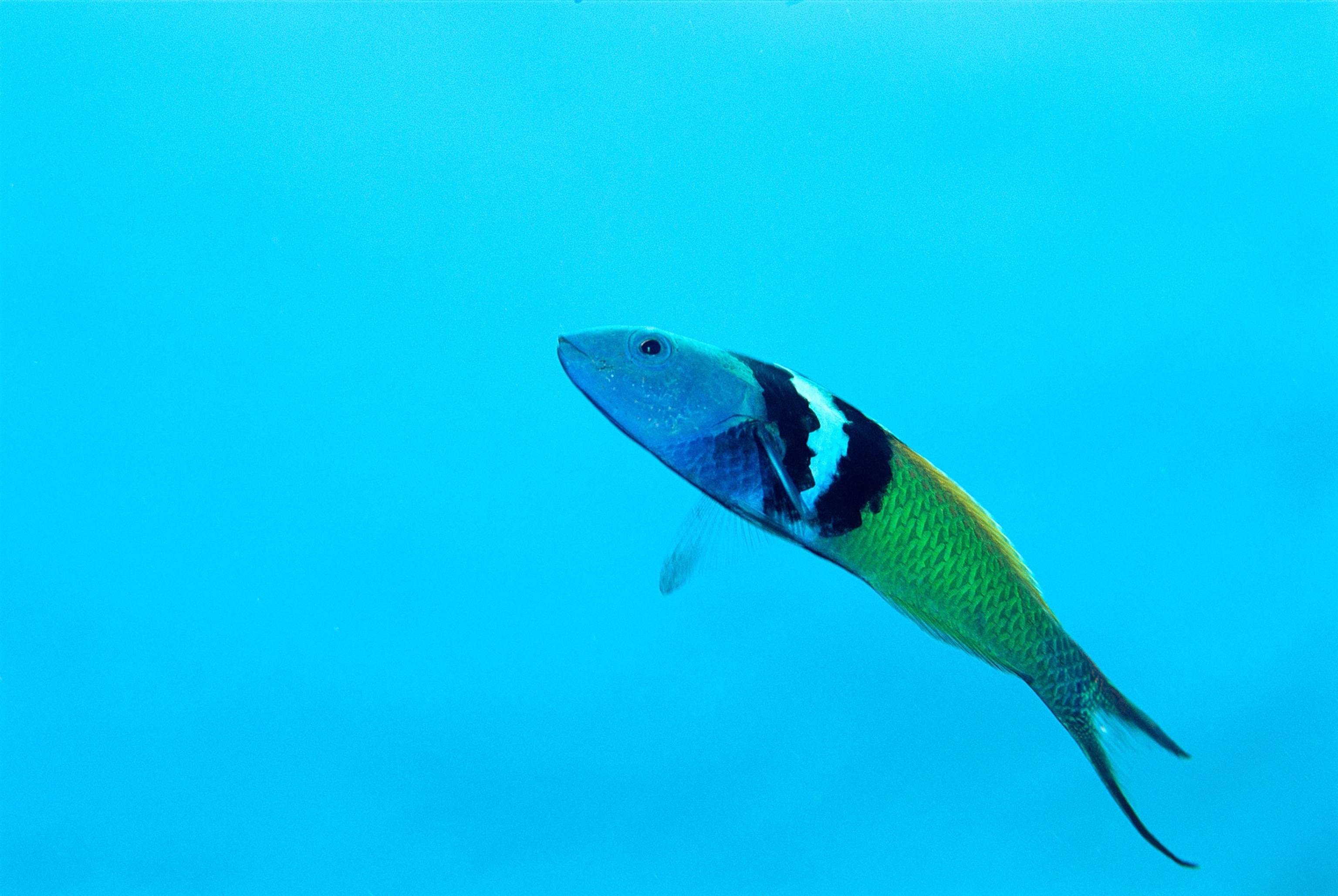 a bluehead wrasse fish
