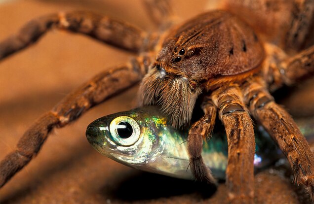 Fish Eating Spiders Can Catch Prey 5 Times Their Size