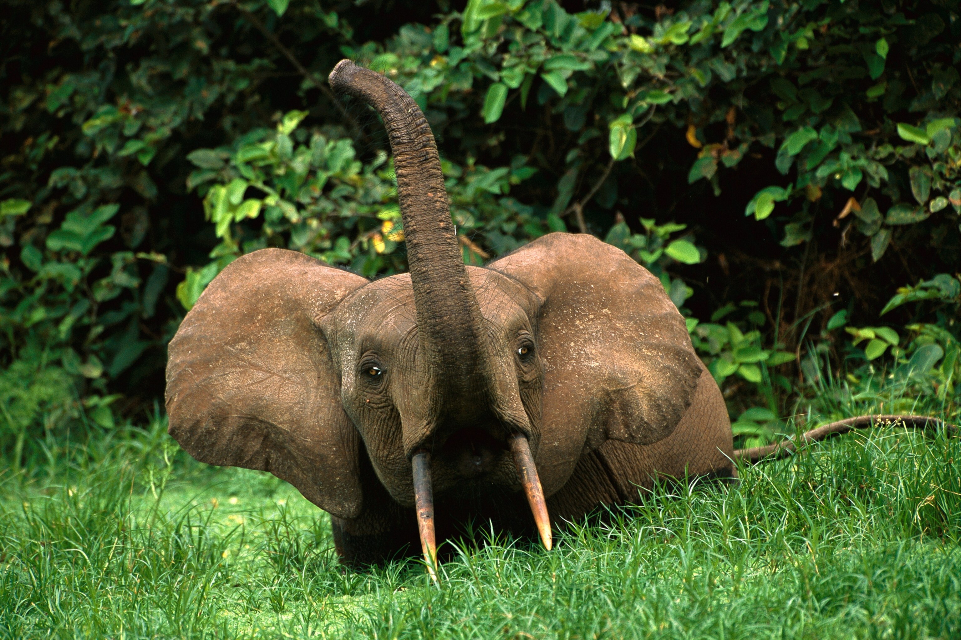 Forensic Technology Helps Case Against West African Ivory Dealer Accused As A Trafficker Forensic Technology Helps Case Against West African Ivory Dealer Accused As A Trafficker