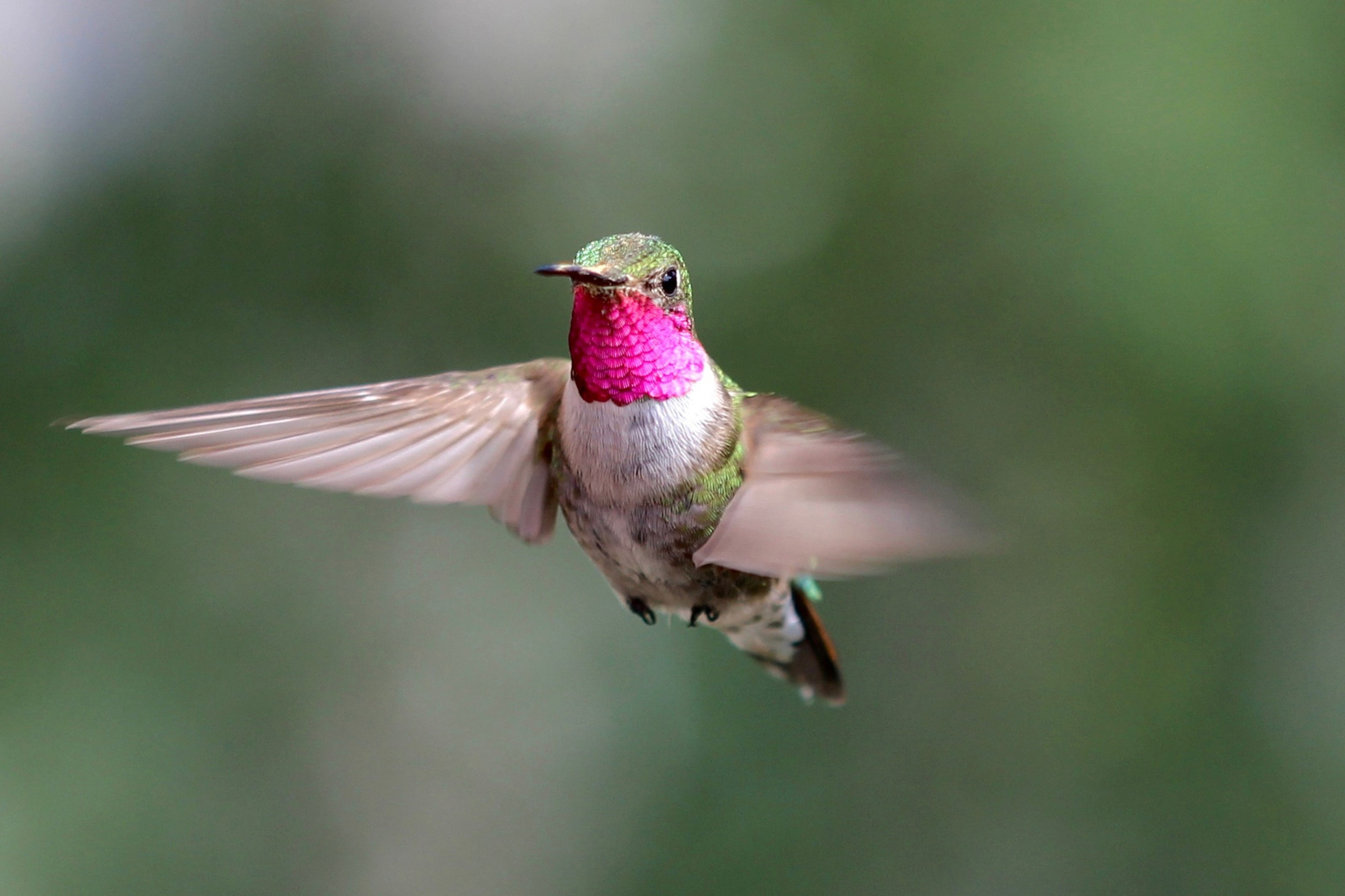 a male Broad-tailed Hummingbird