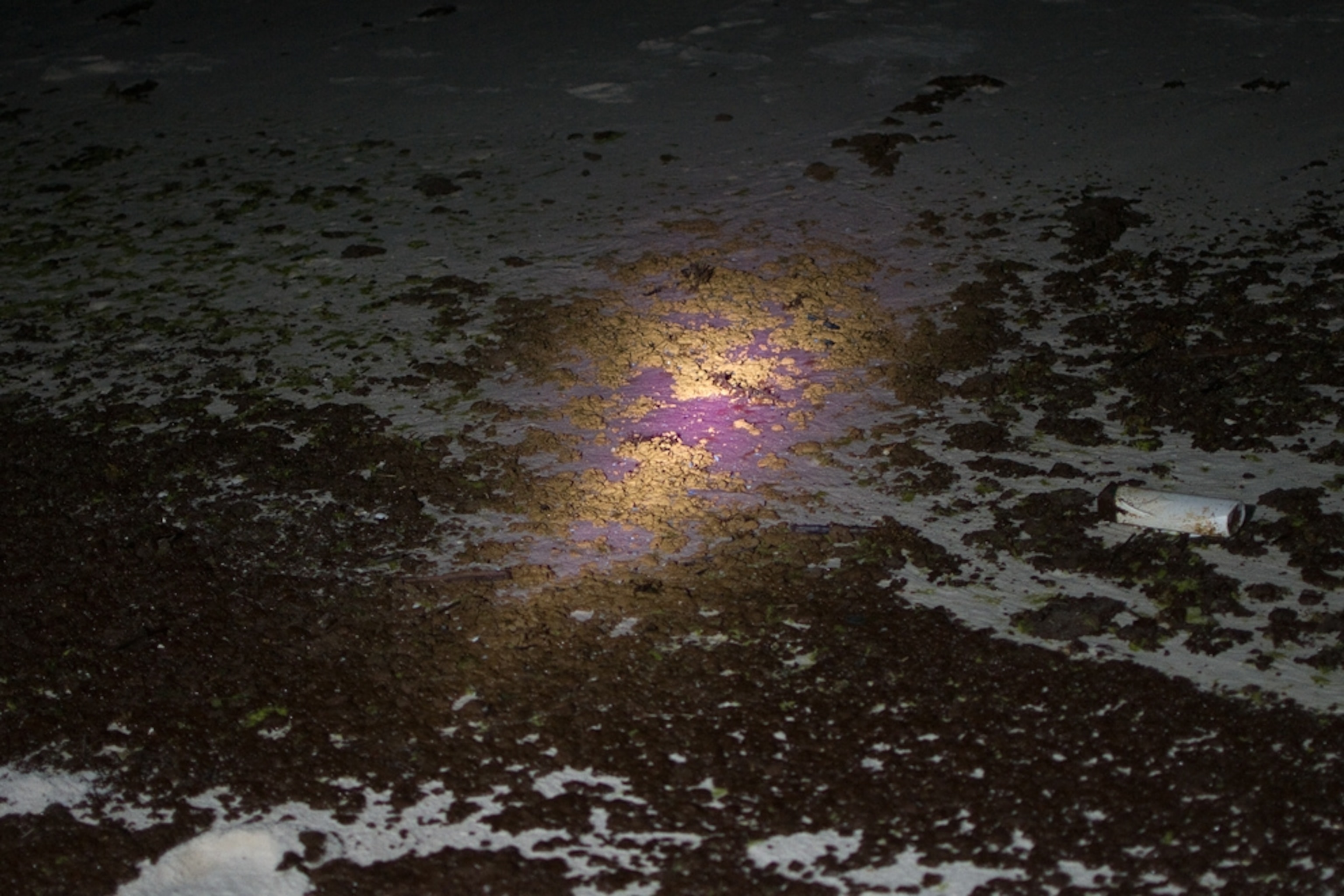 Tar patties from the Gulf oil spill light up orange-yellow in ultraviolet light in a picture.