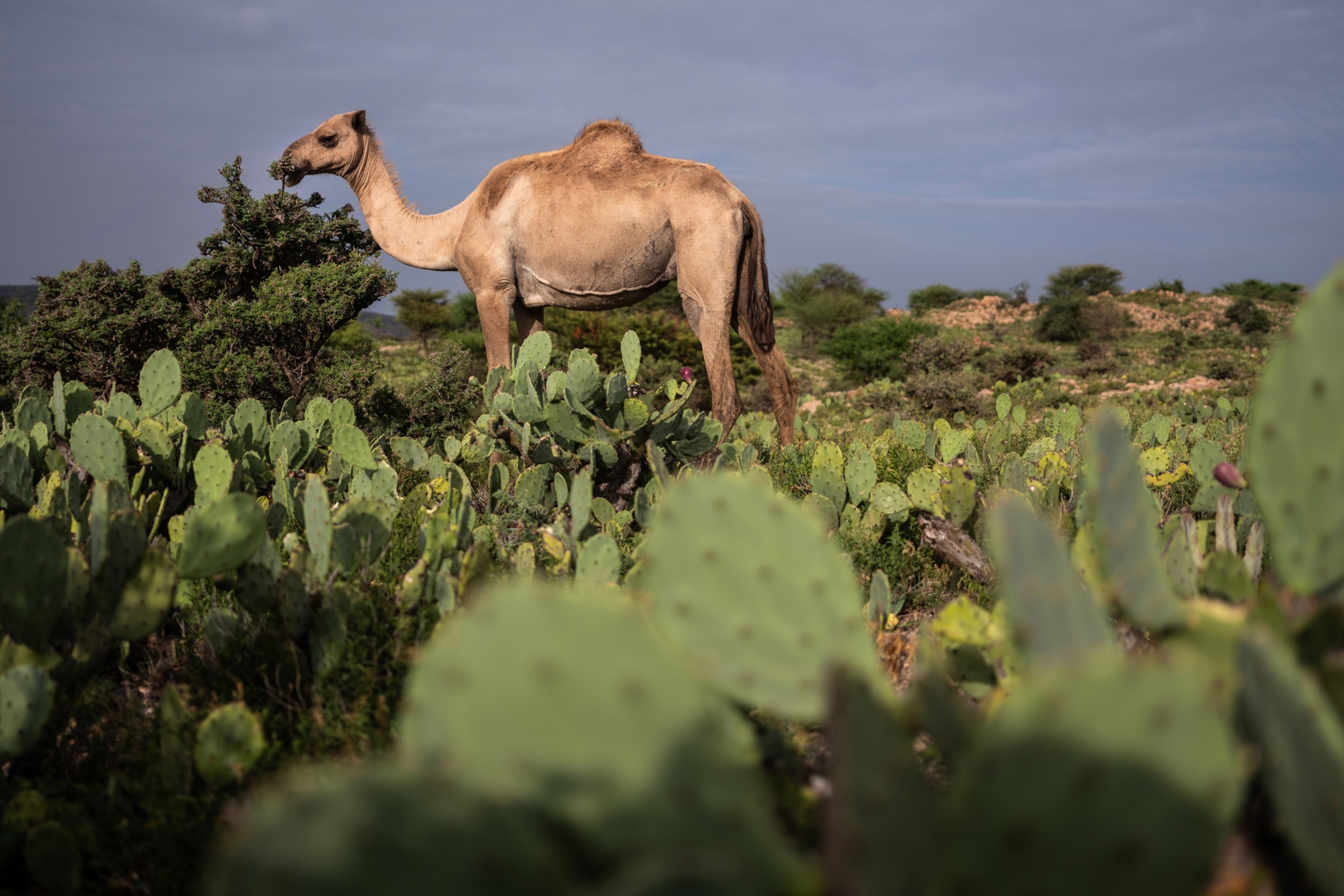 Do Camels Eat Cactus 85 - oxtntnt