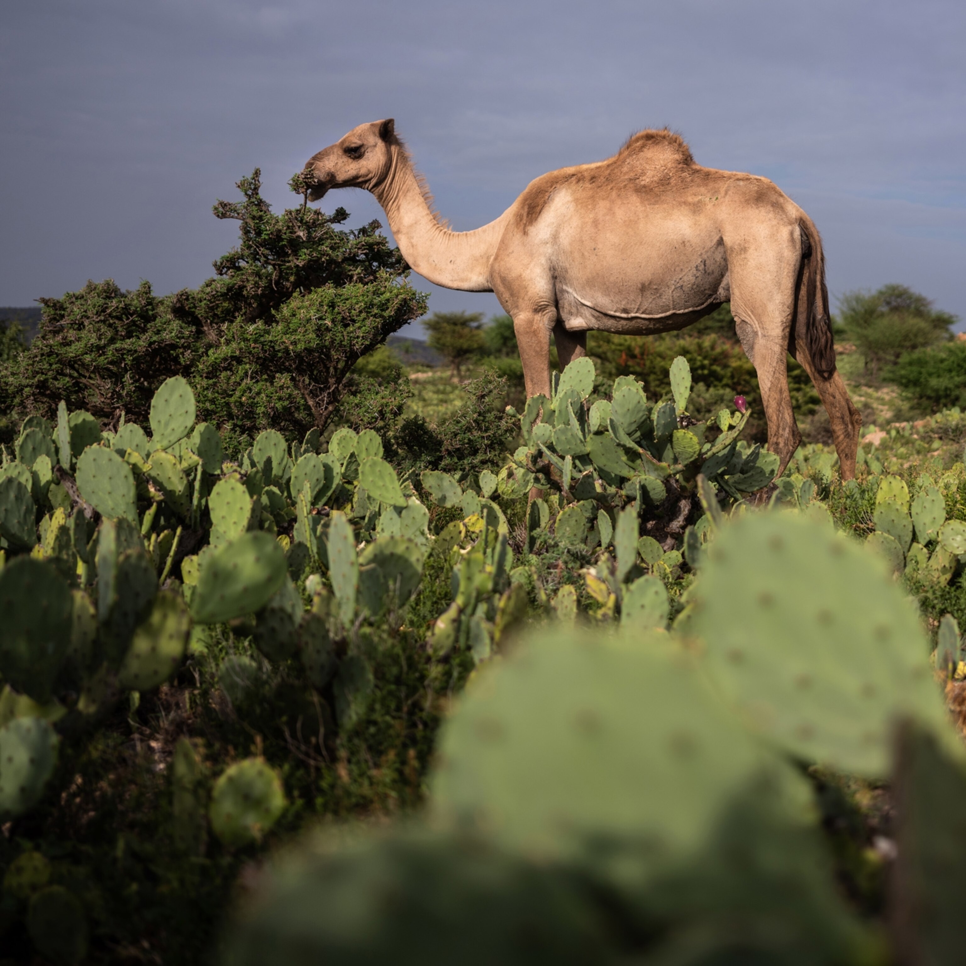Details more than 155 camel earrings online india best seven.edu.vn